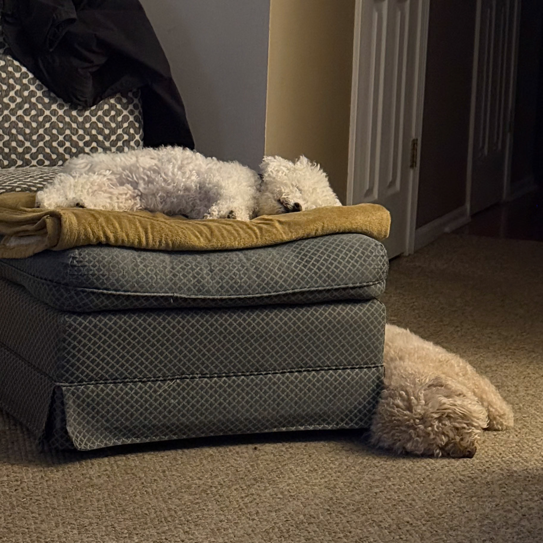 Buddy at Home