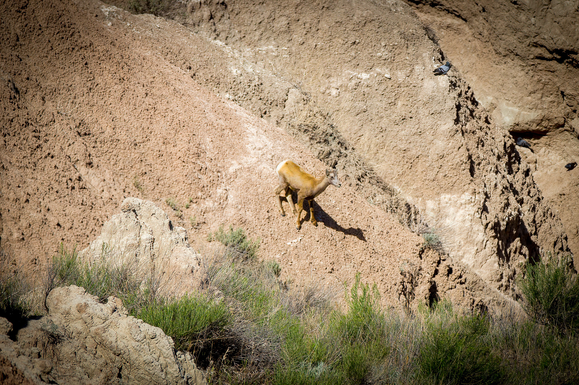 Bighorn Sheep at Badlands National Park