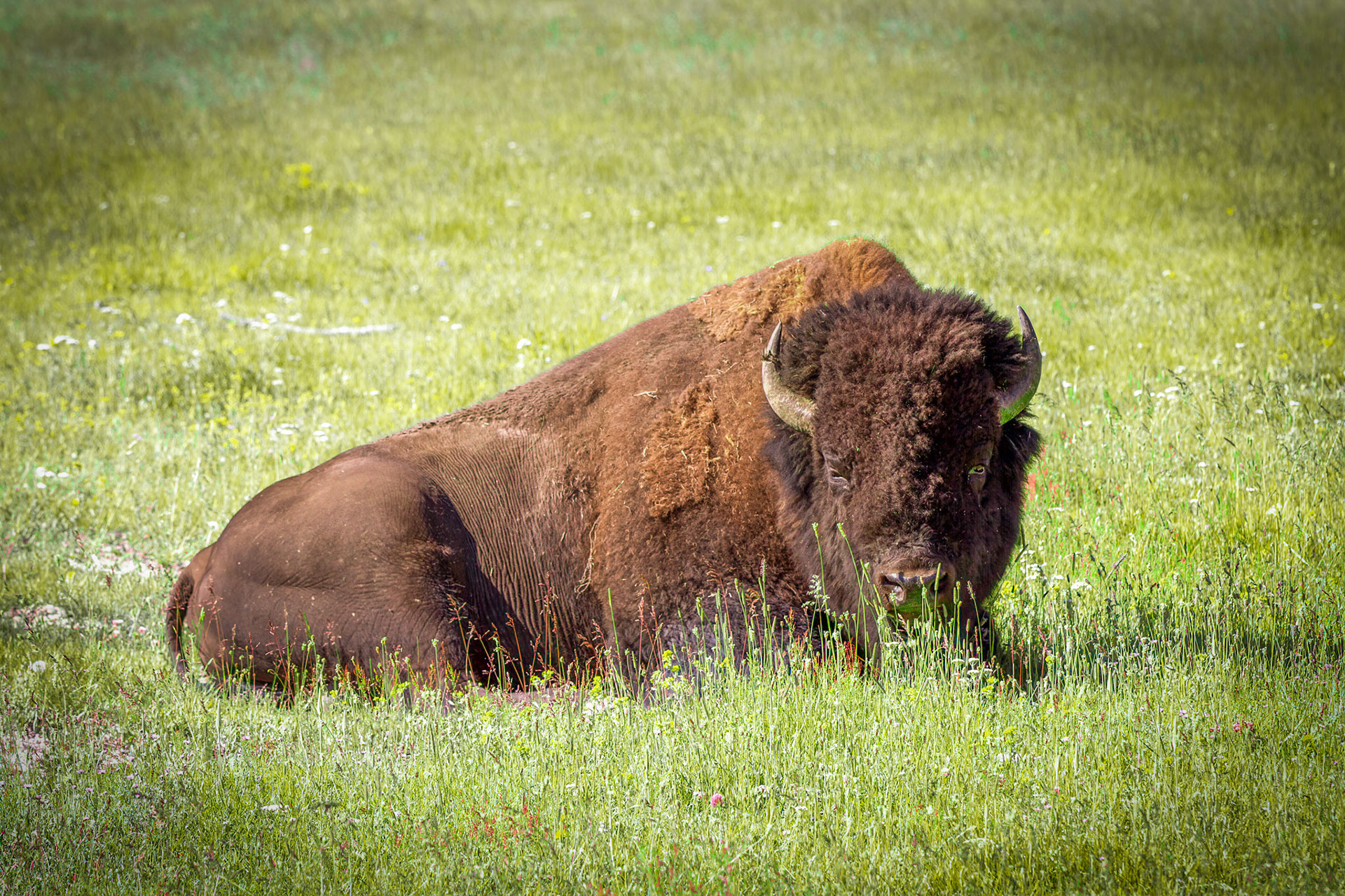 Bison at Yellowstone