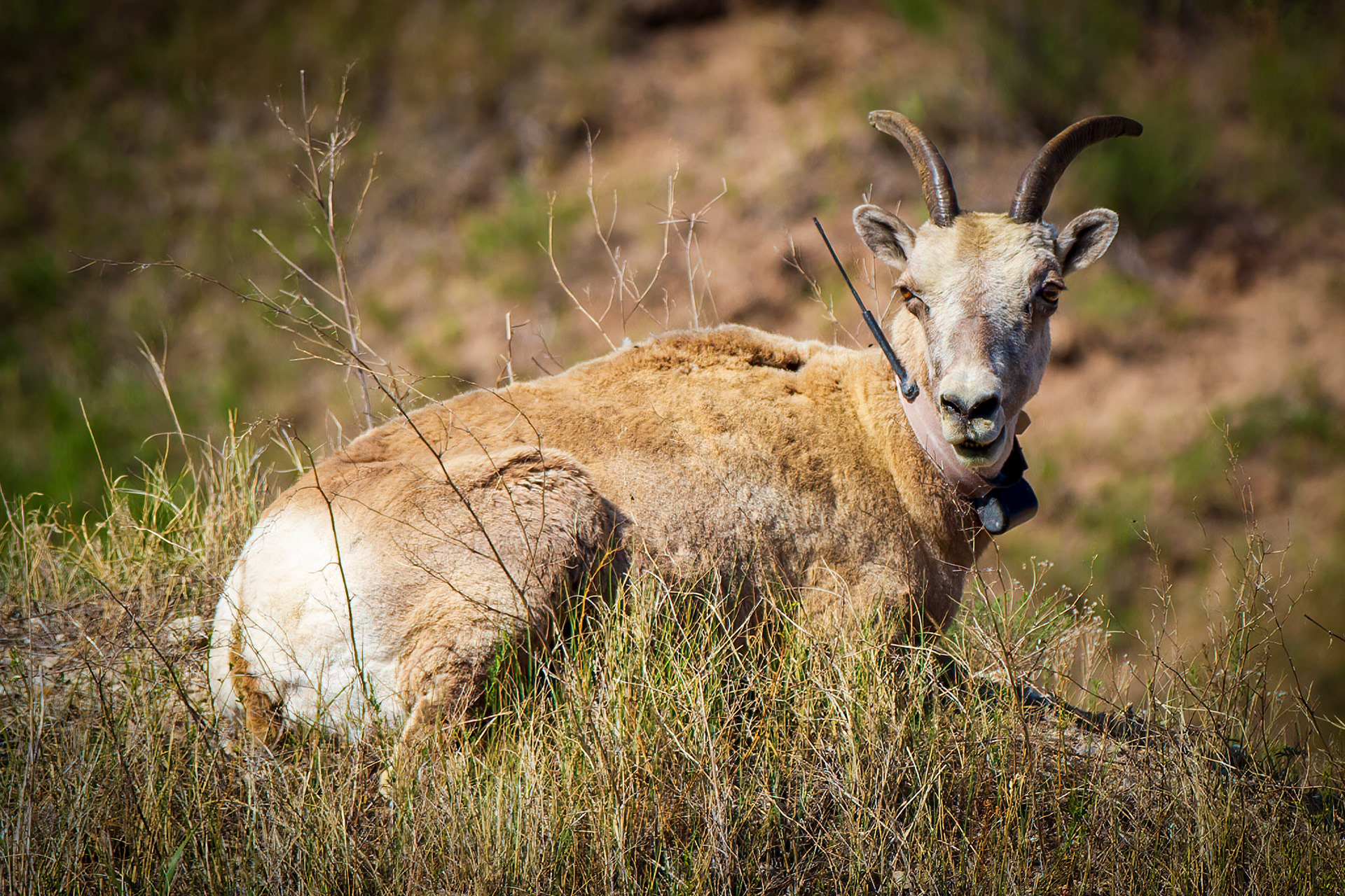 Bighorn Sheep at Badlands National Park