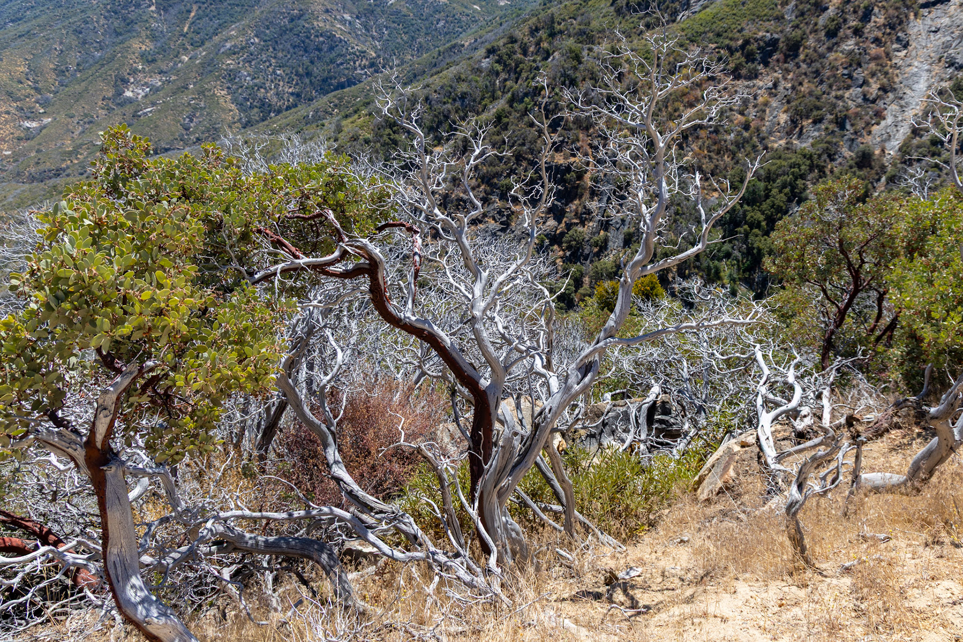 King's Canyon National Park