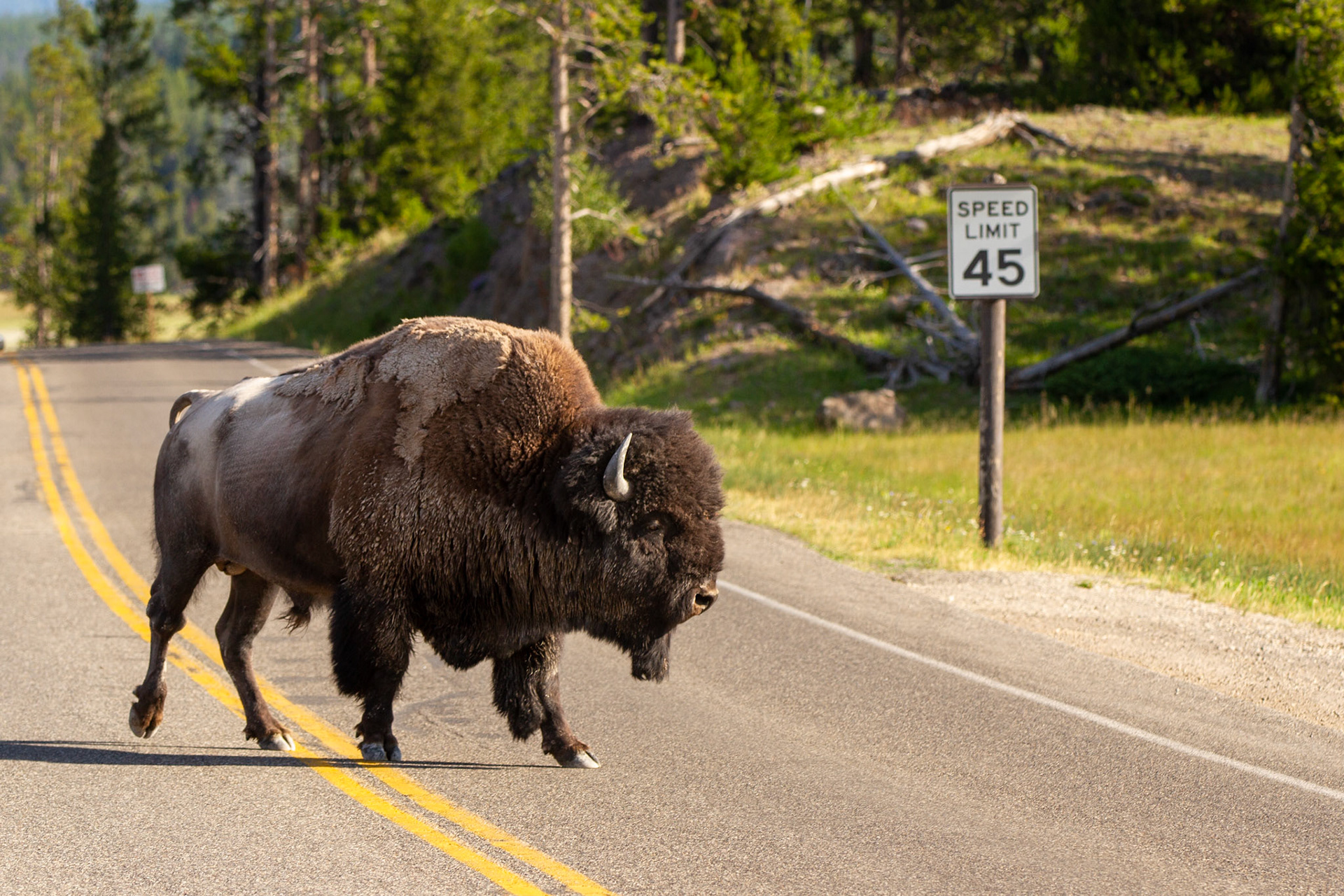 Bison at Yellowstone