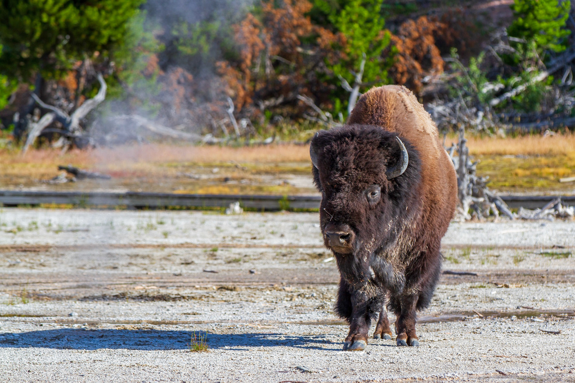Bison at Yellowstone Ntional Park