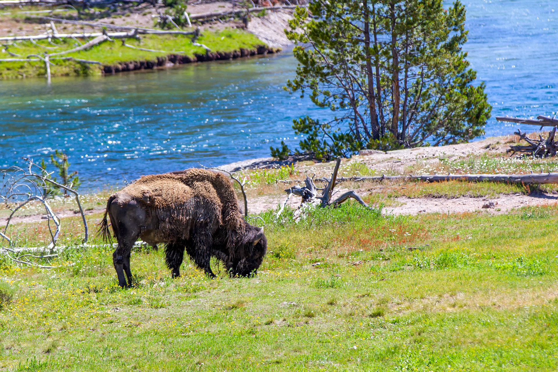 Bison at Yellowstone Ntional Park