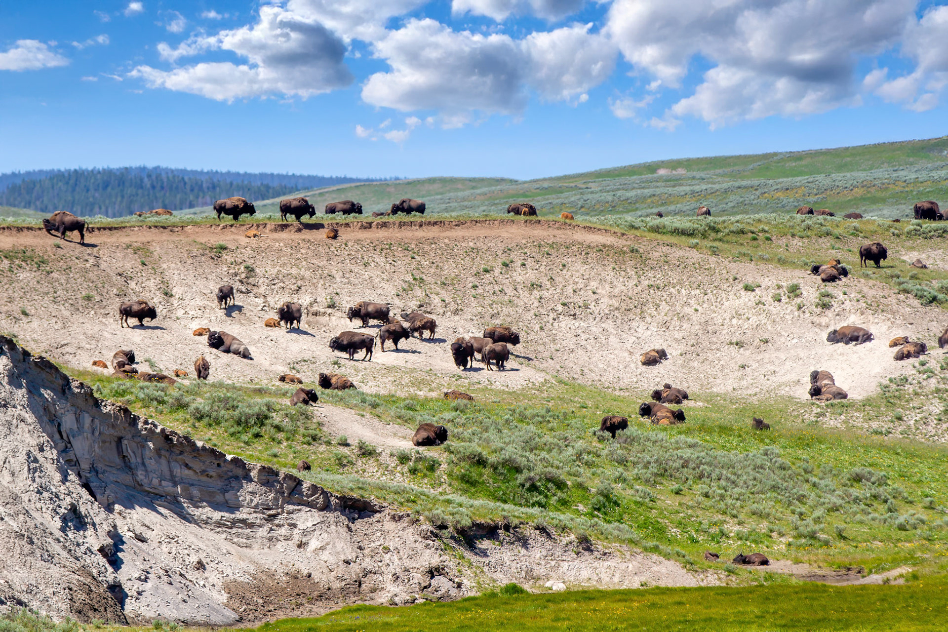 Bison at Yellowstone Ntional Park