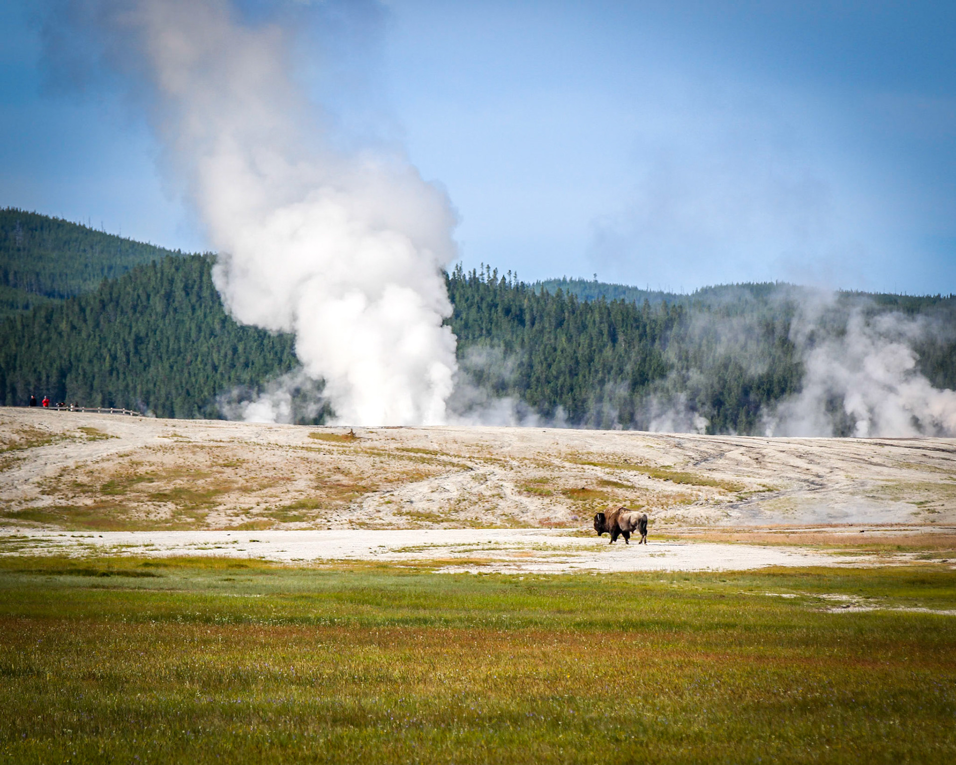 Bison at Yellowstone