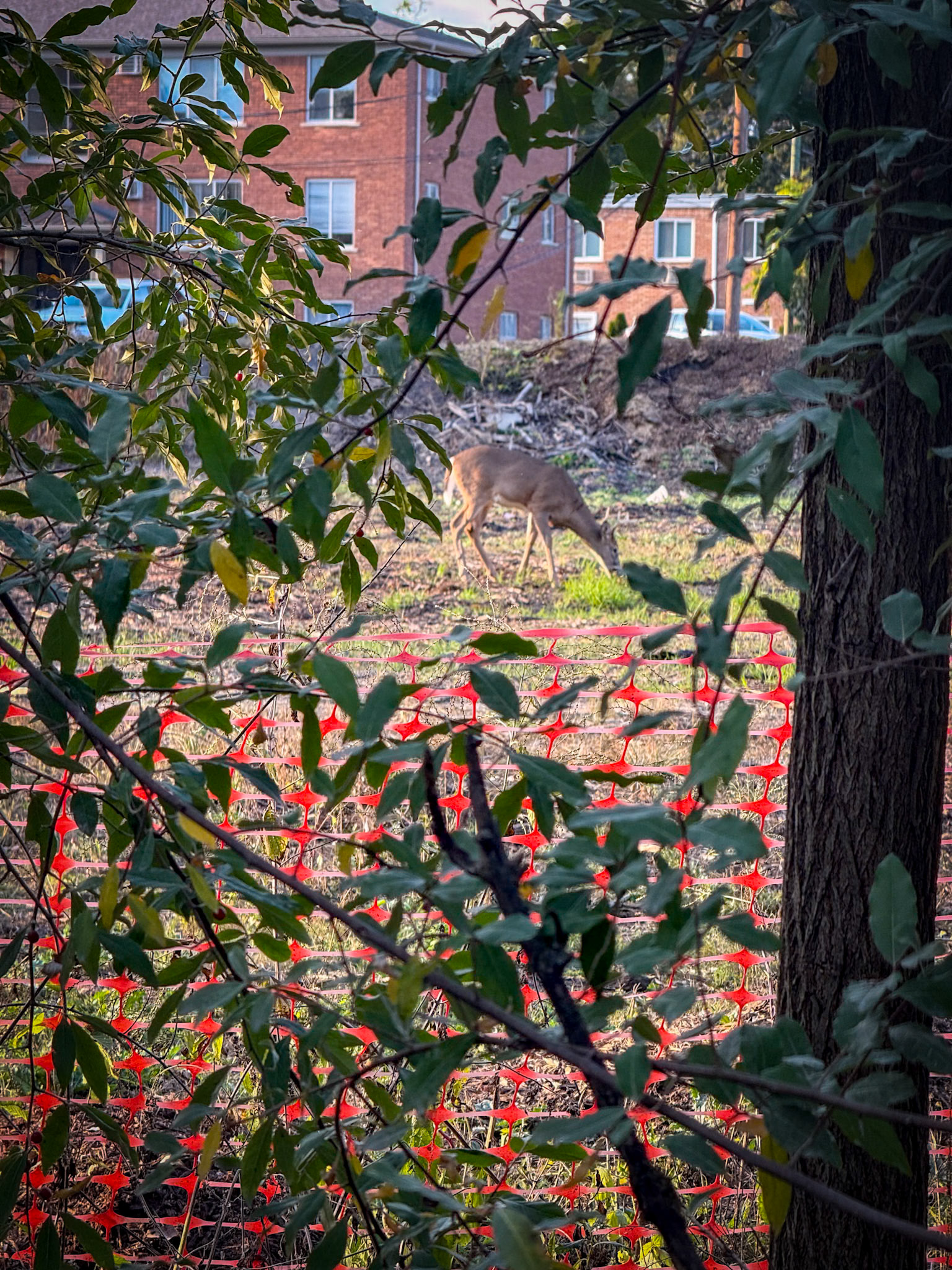 Deer in Downtown Rochester