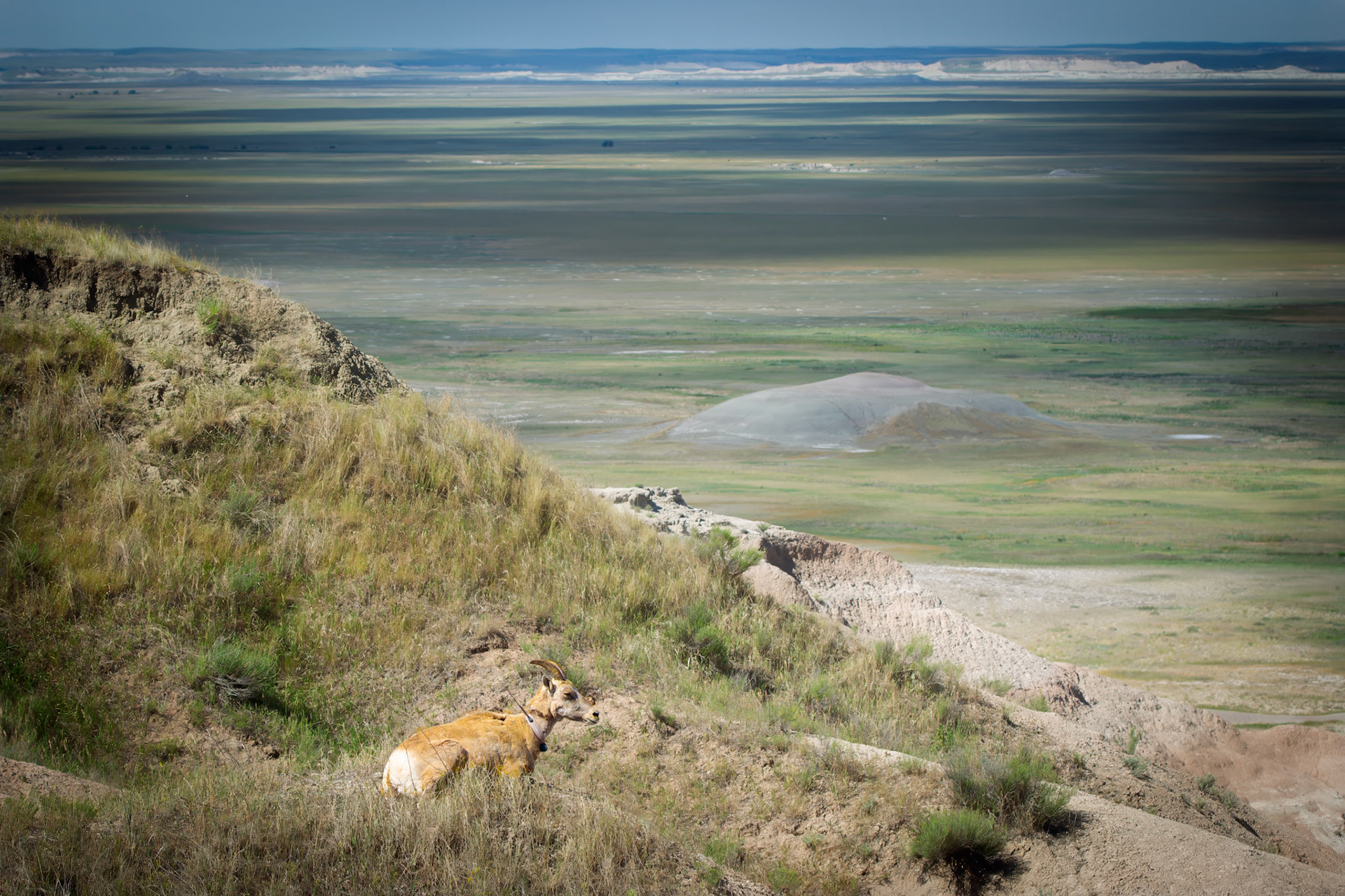 Bighorn Sheep at Badlands National Park