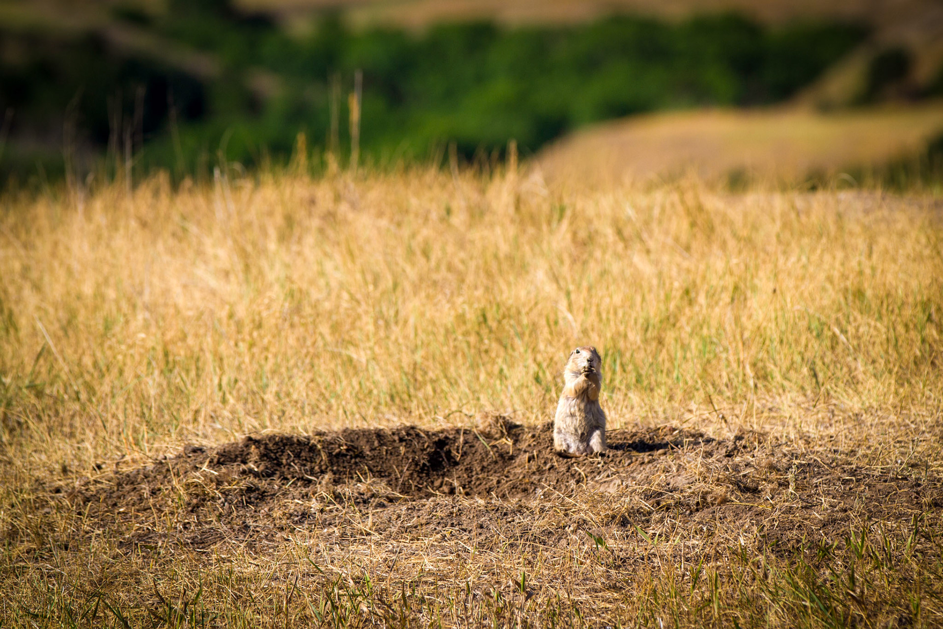 Roberts Prairie Dog Town in Badlands National Park