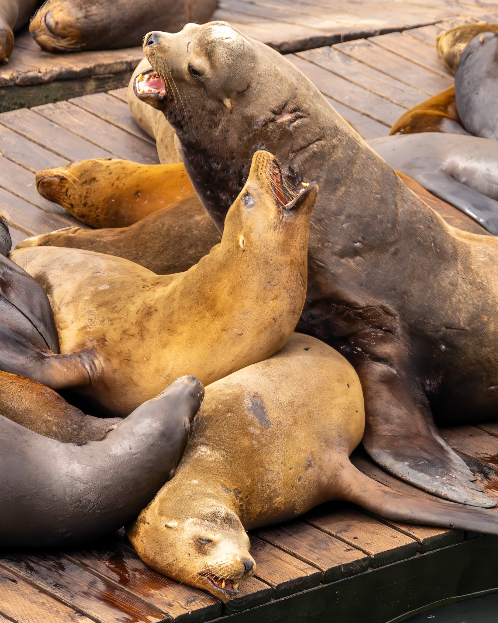 Sea Lions at Fisherman's Wharf in San Francisco