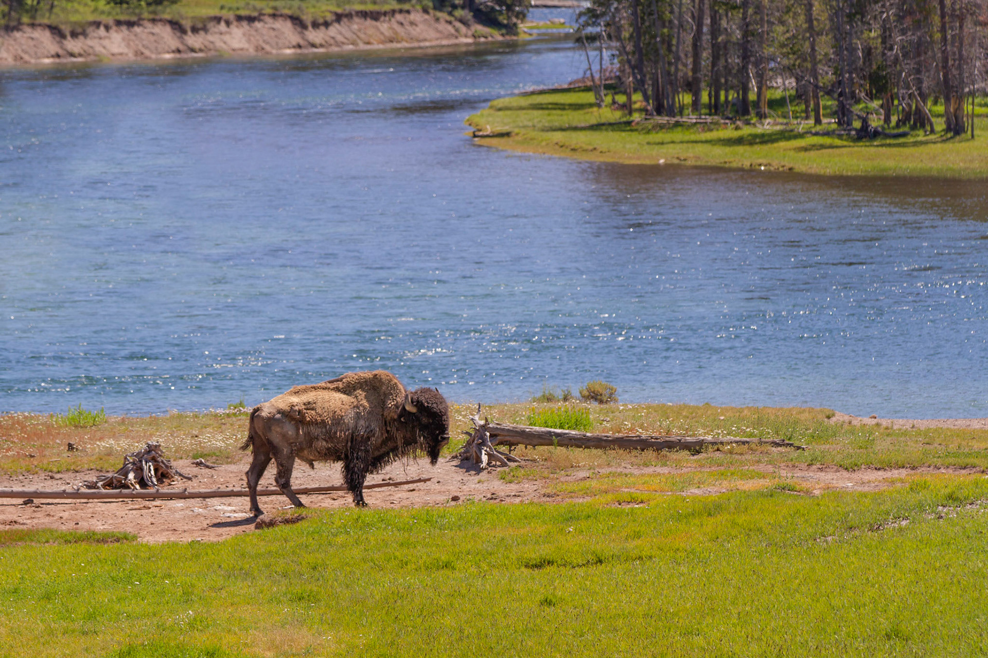 Bison at Yellowstone