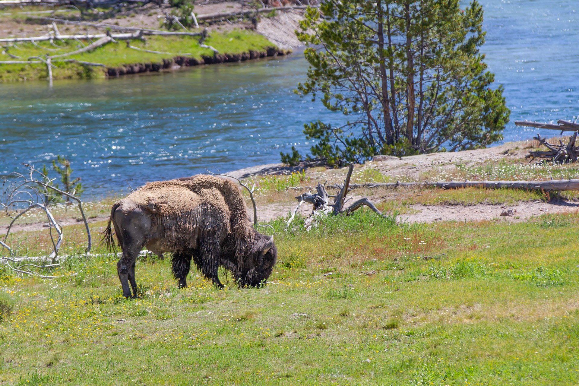 Bison at Yellowstone Ntional Park