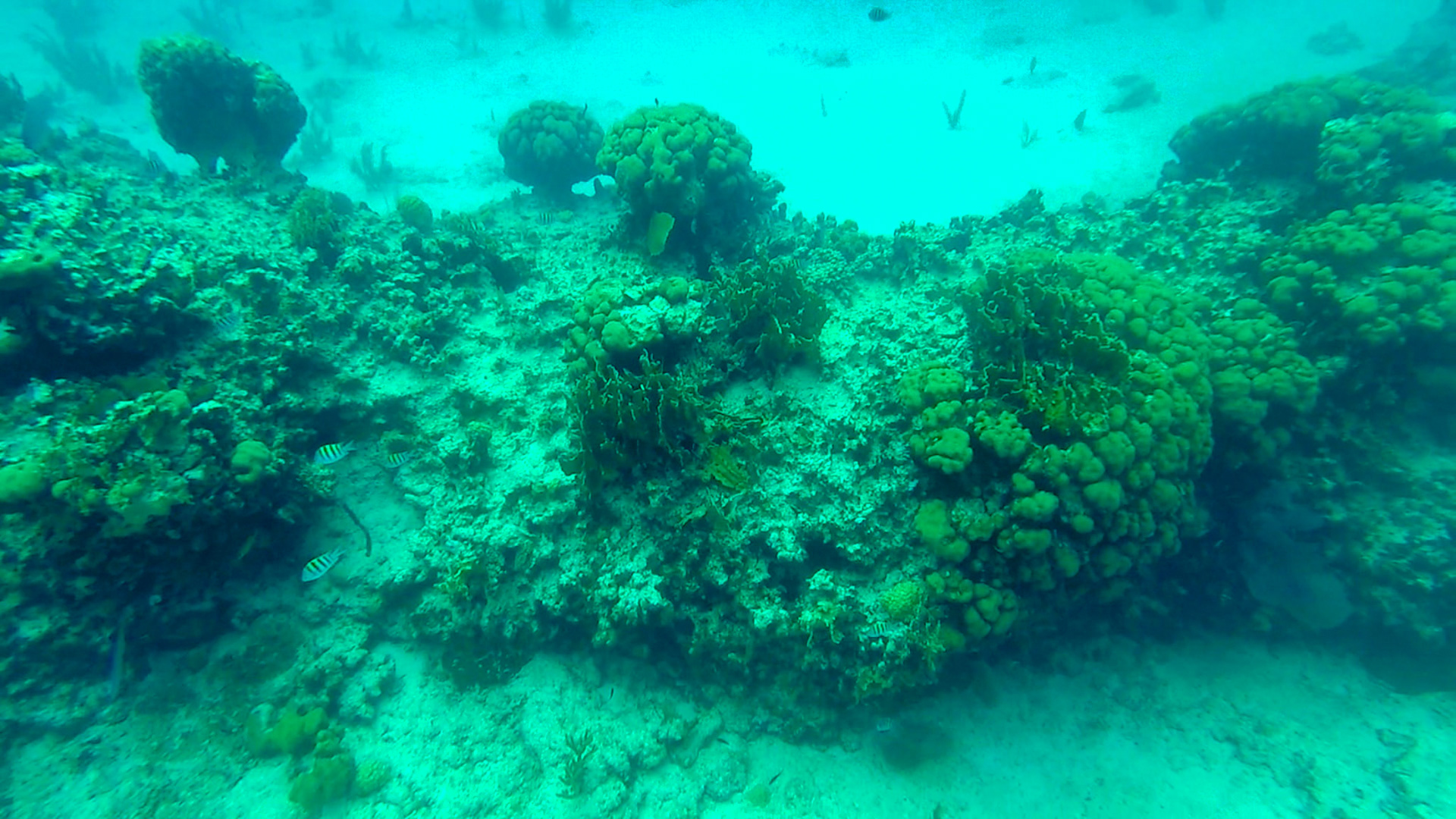 Snorkeling in Grand Cayman