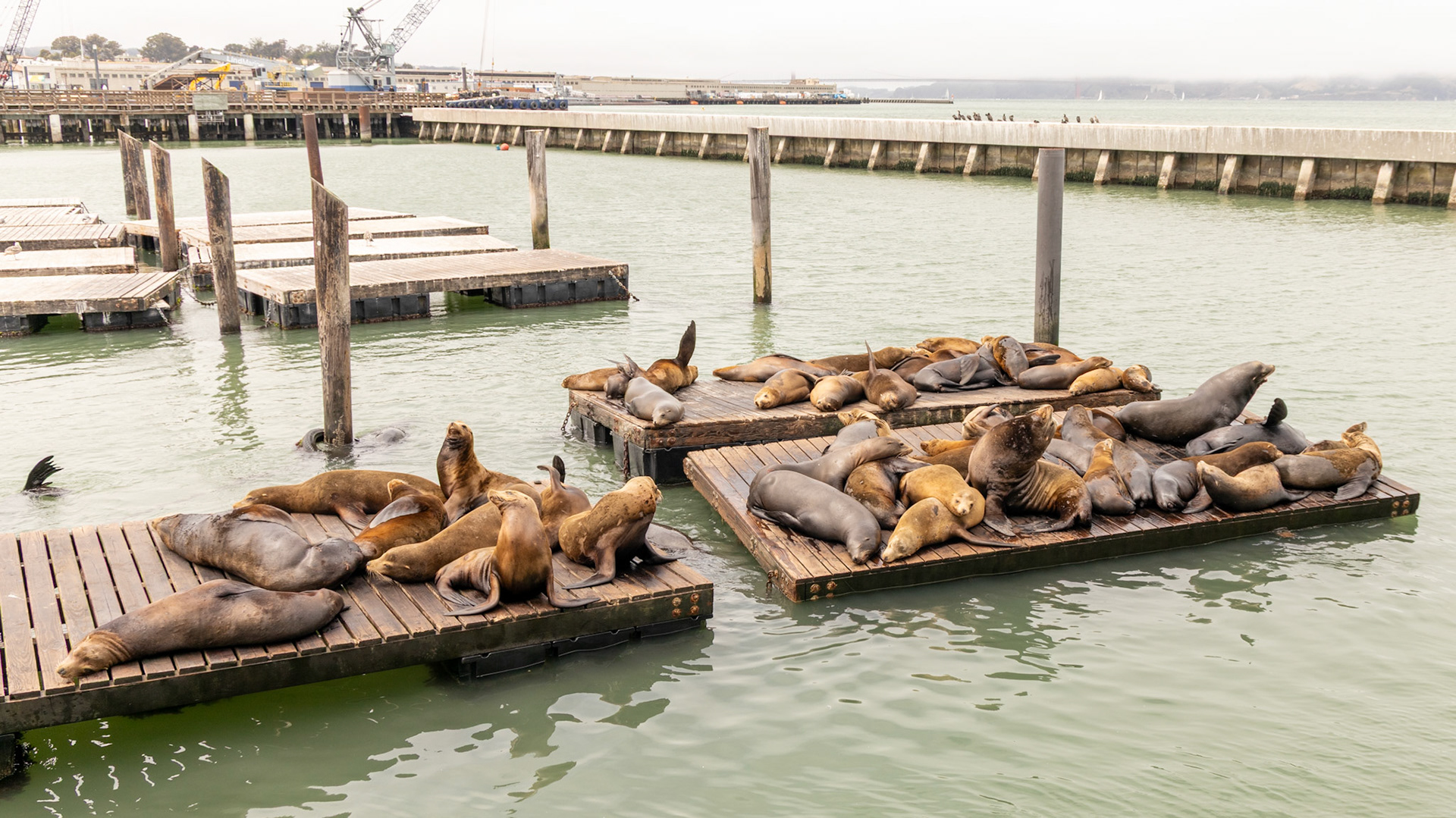 Sea Lions at Fisherman's Wharf in San Francisco