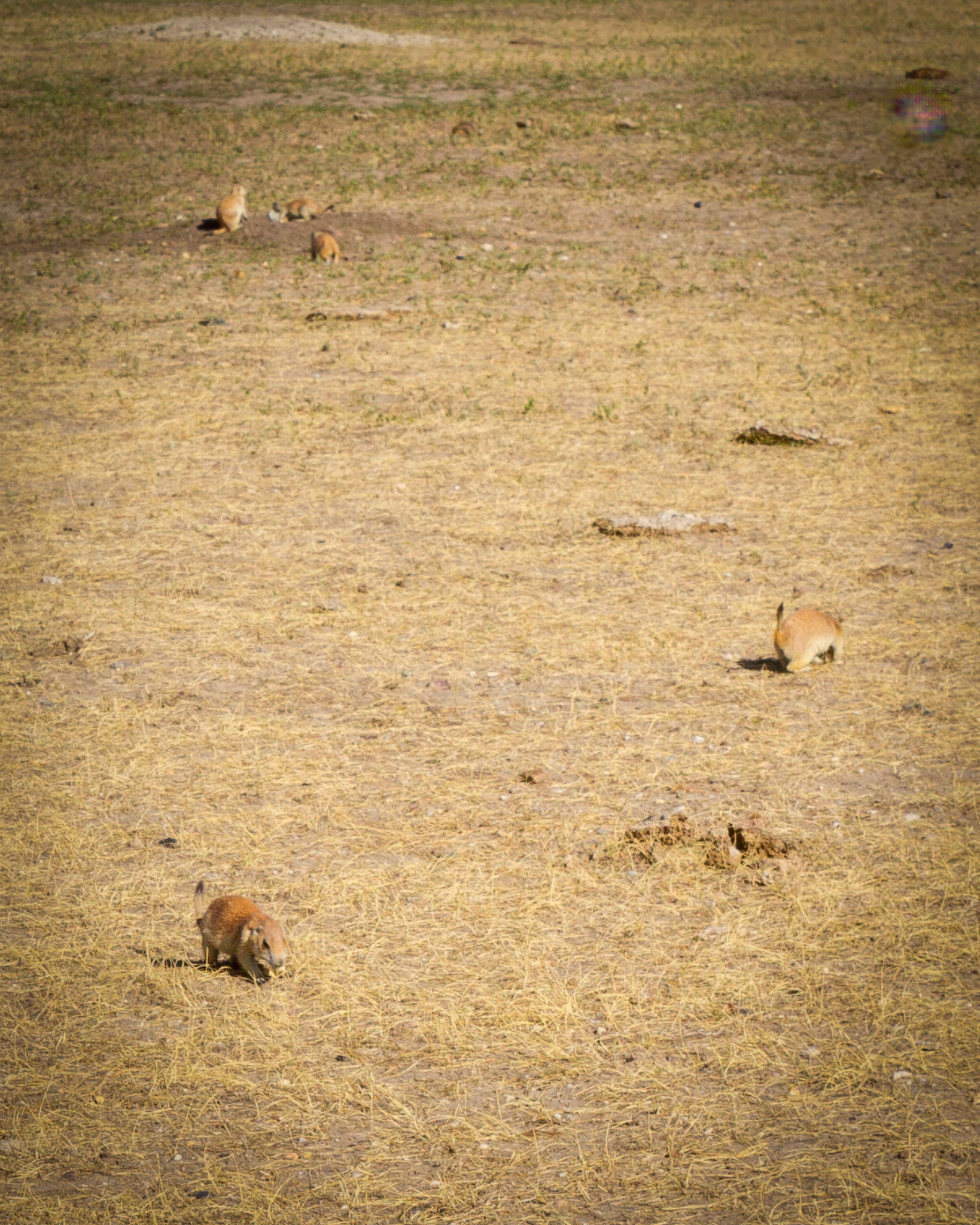 Roberts Prairie Dog Town in Badlands National Park
