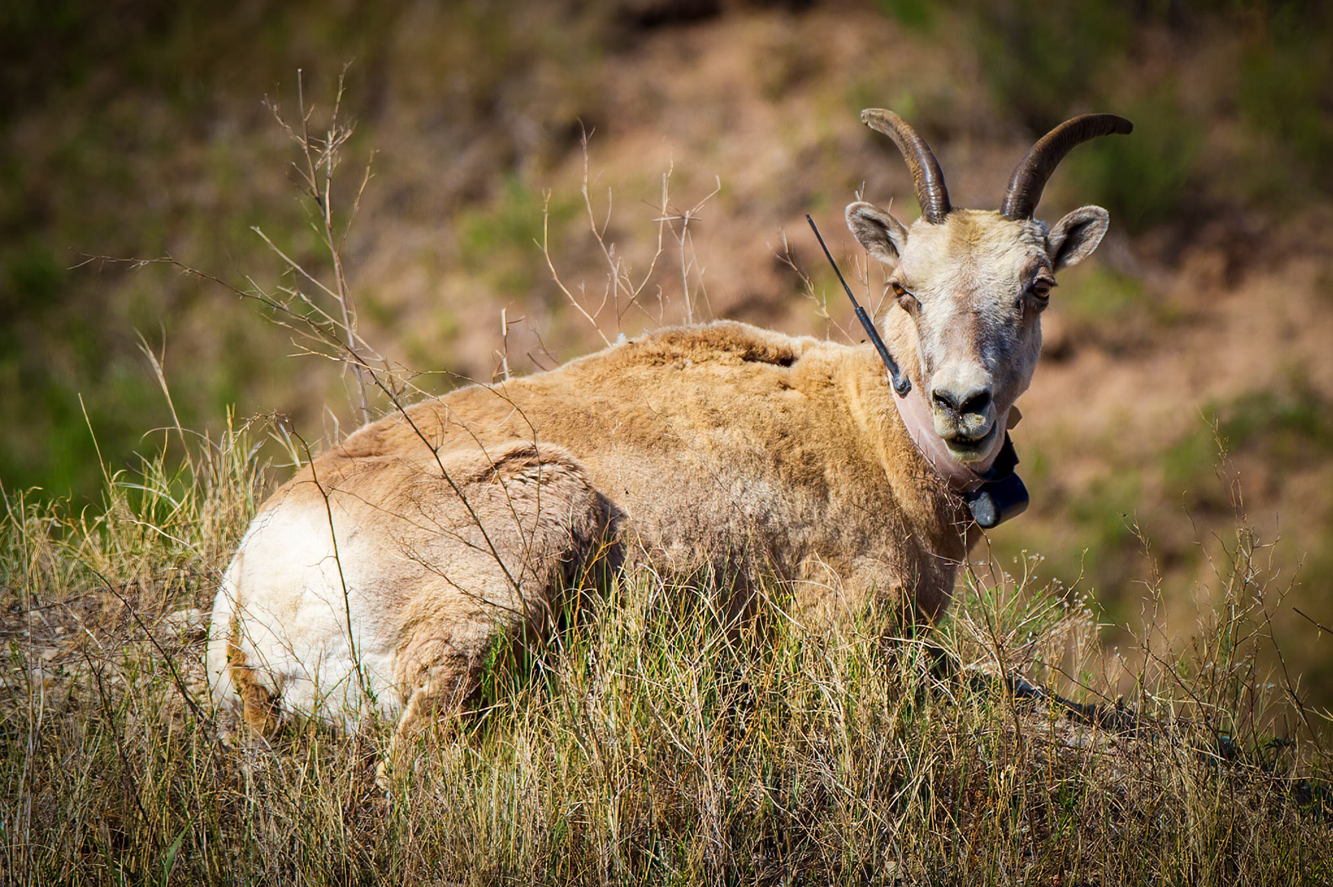 Big Horn Sheep at Badlands