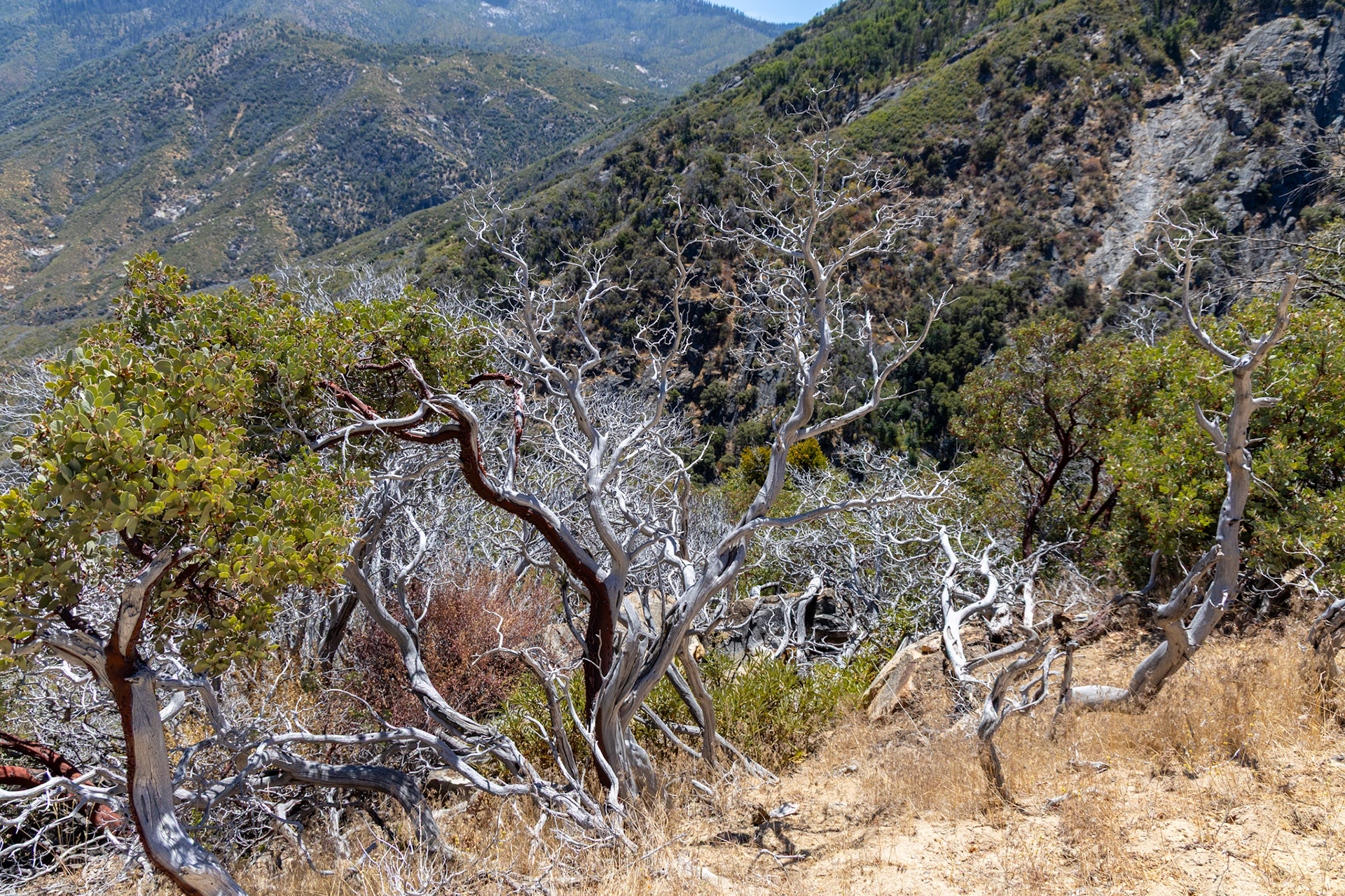 King's Canyon National Park