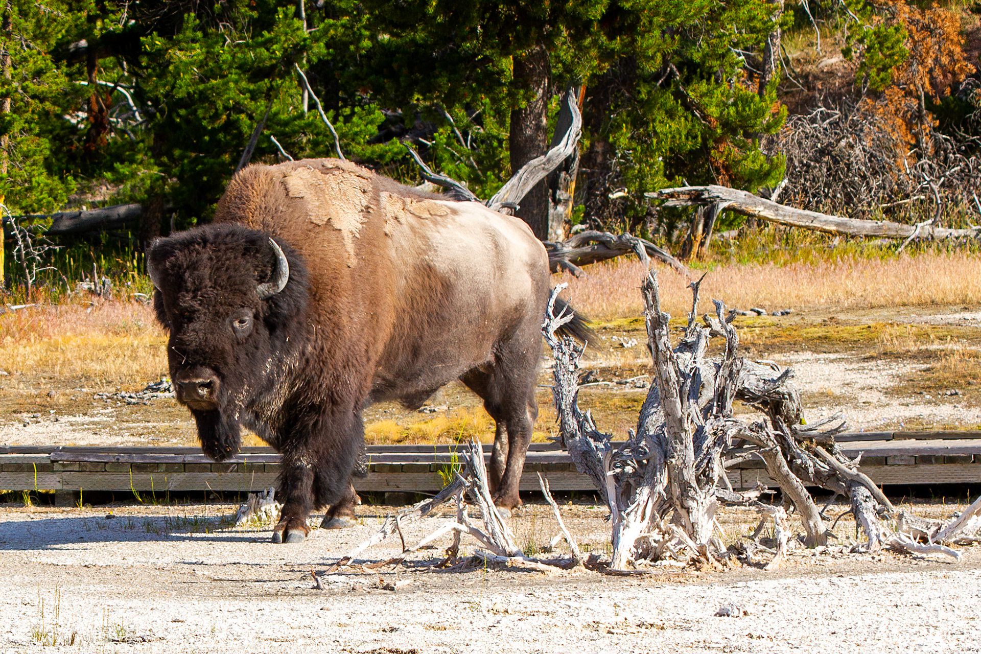 Bison at Yellowstone Ntional Park
