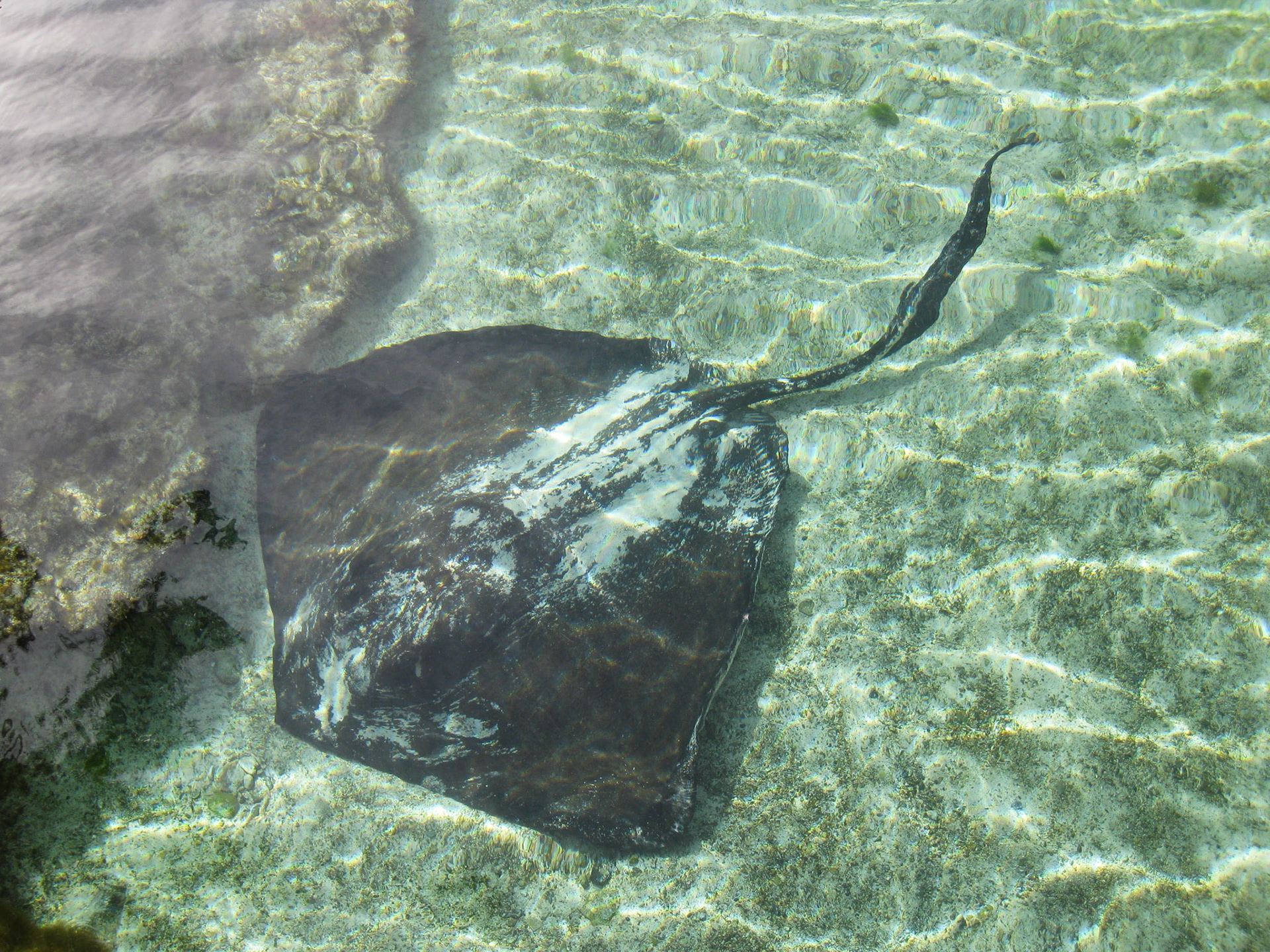 Stingray at Atlantis in Nassau, Bahamas