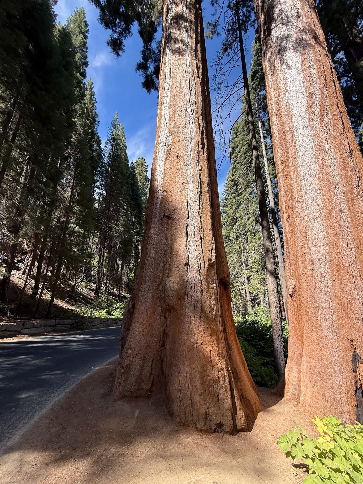 Sequoia National Park
