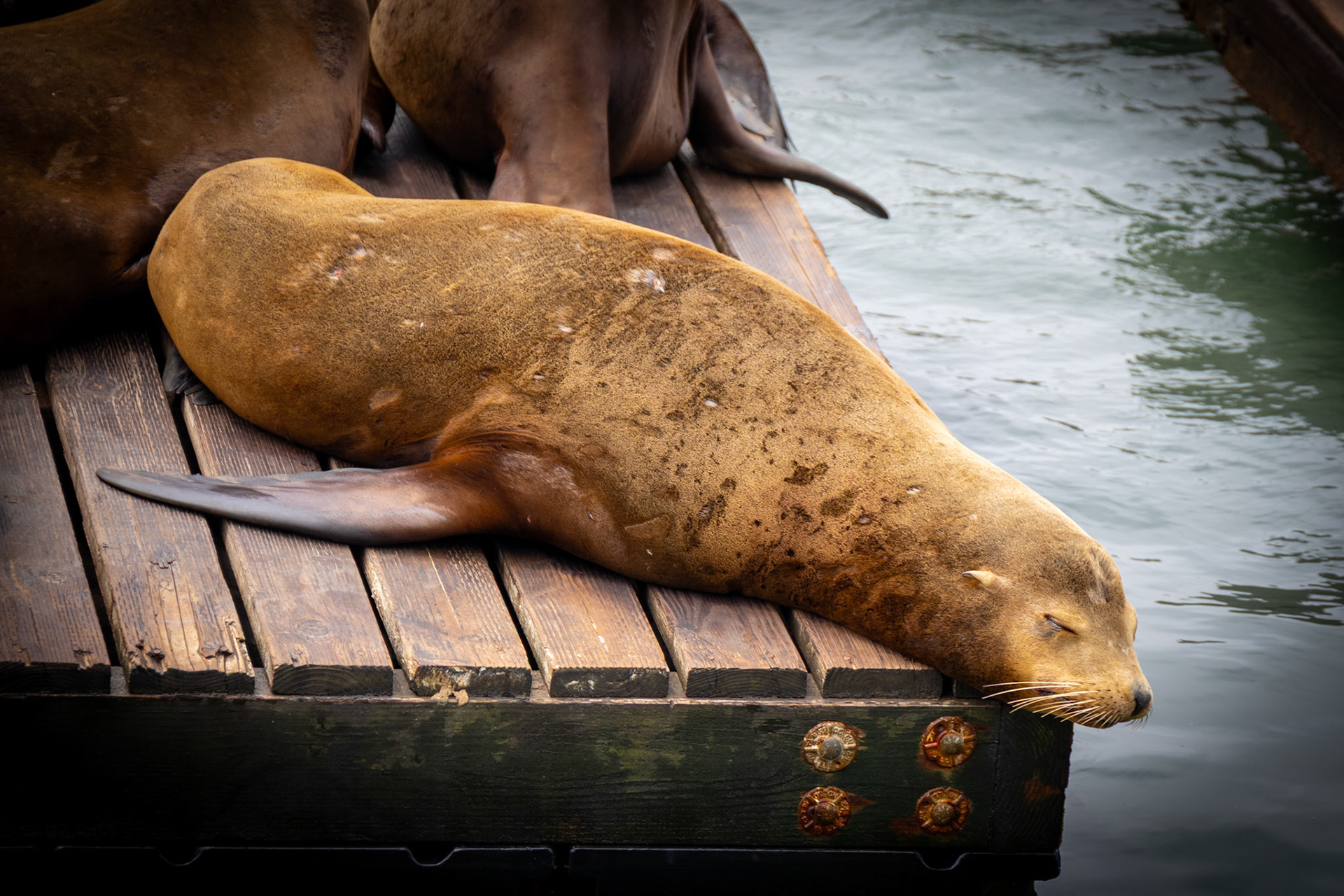 Sea Lions at Fisherman's Wharf in San Francisco