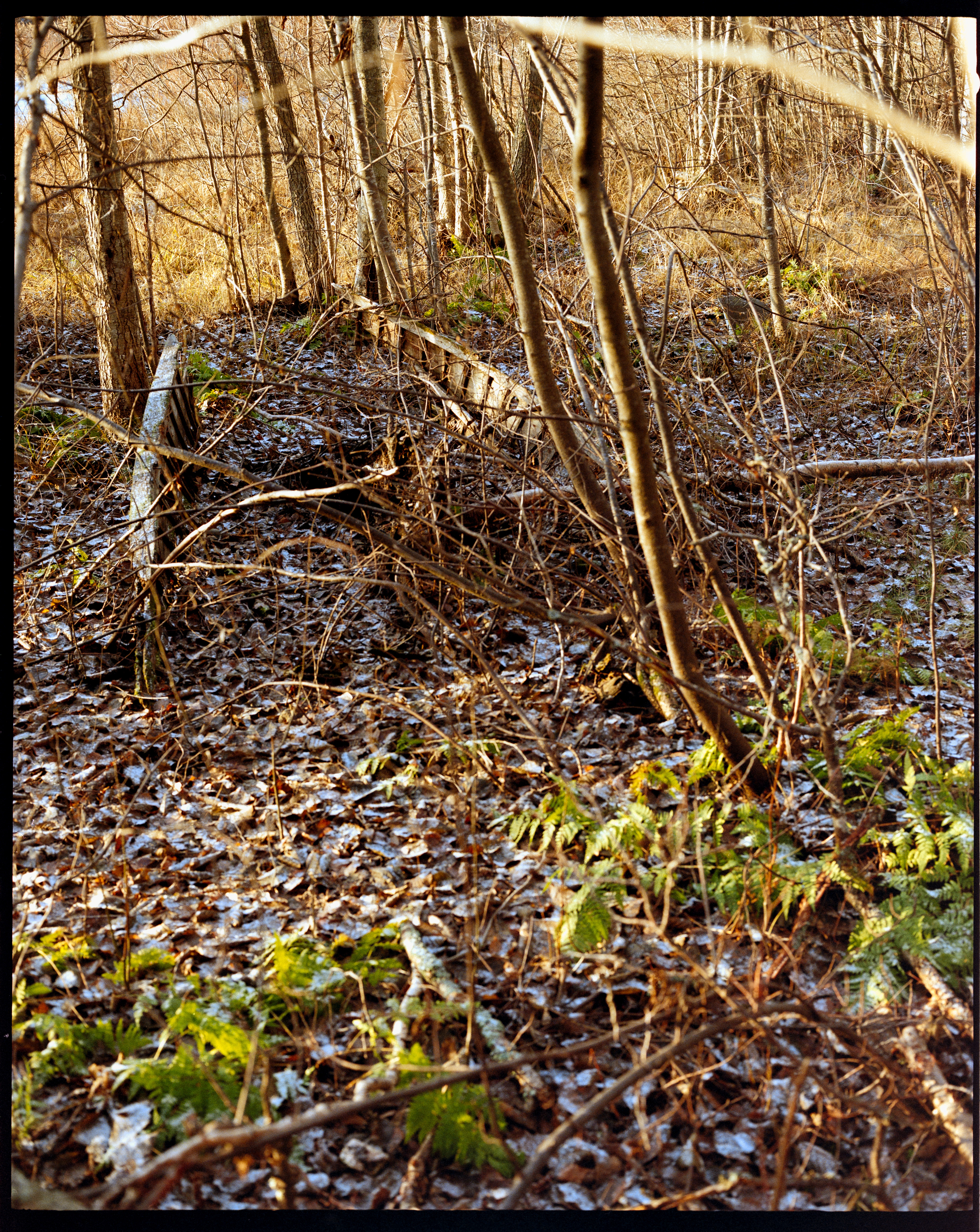 Mamiya 7 80mm f/4 Kodak Portra800