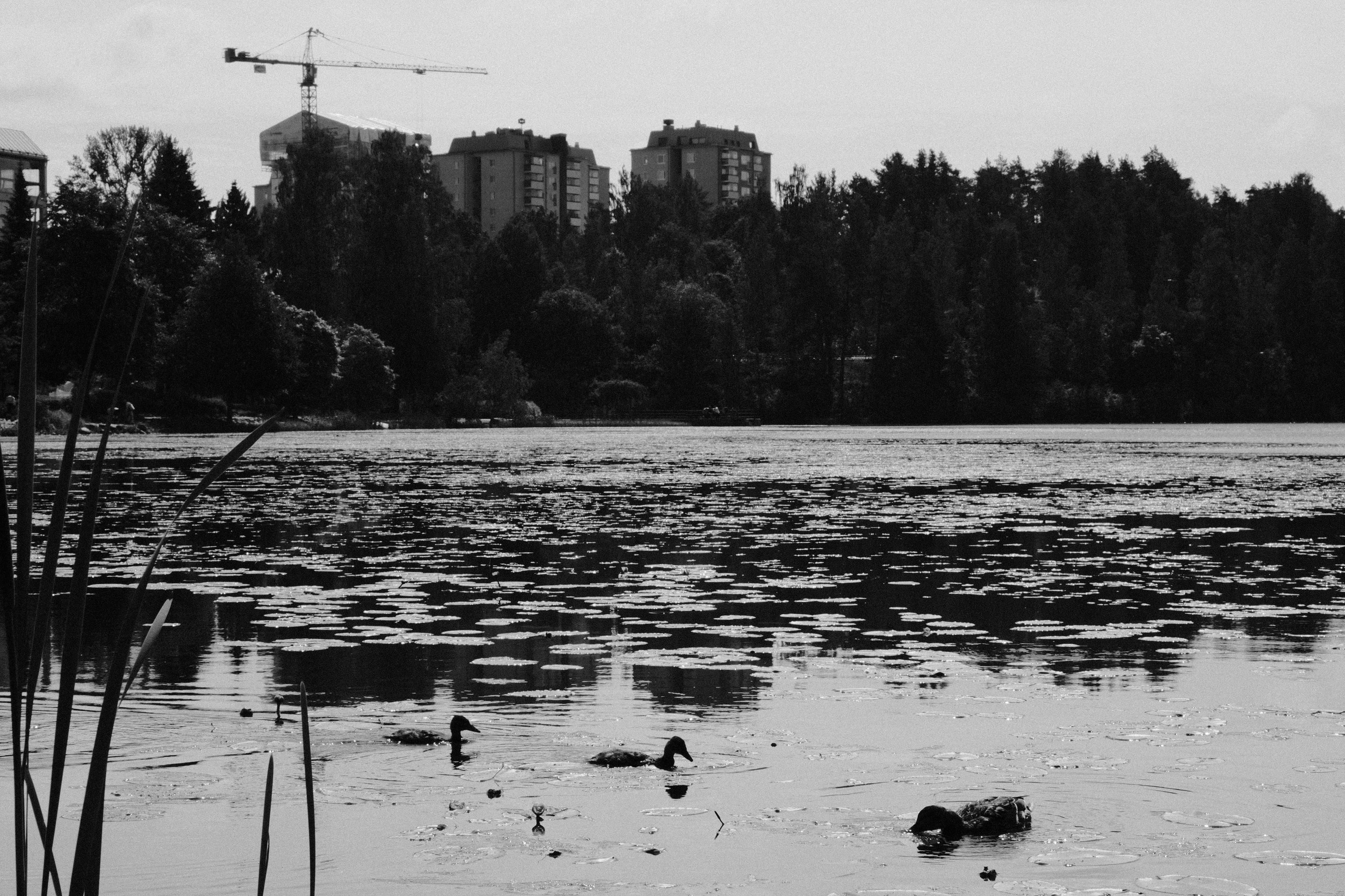 Fujifilm X-T5 Voigtländer 50mm f/1.2. 1/500 @ f/14, ISO 500