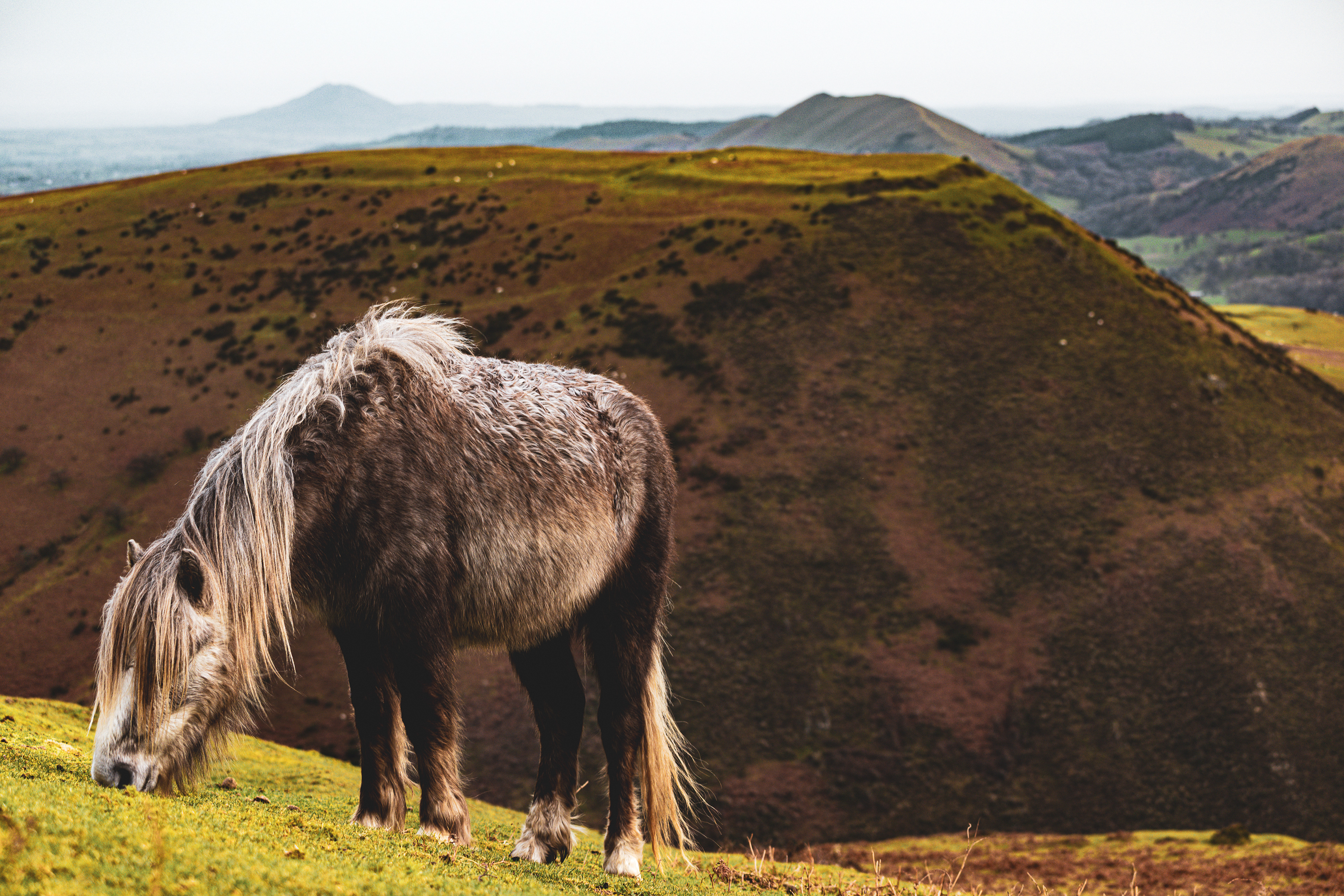 The pony and the fort 
