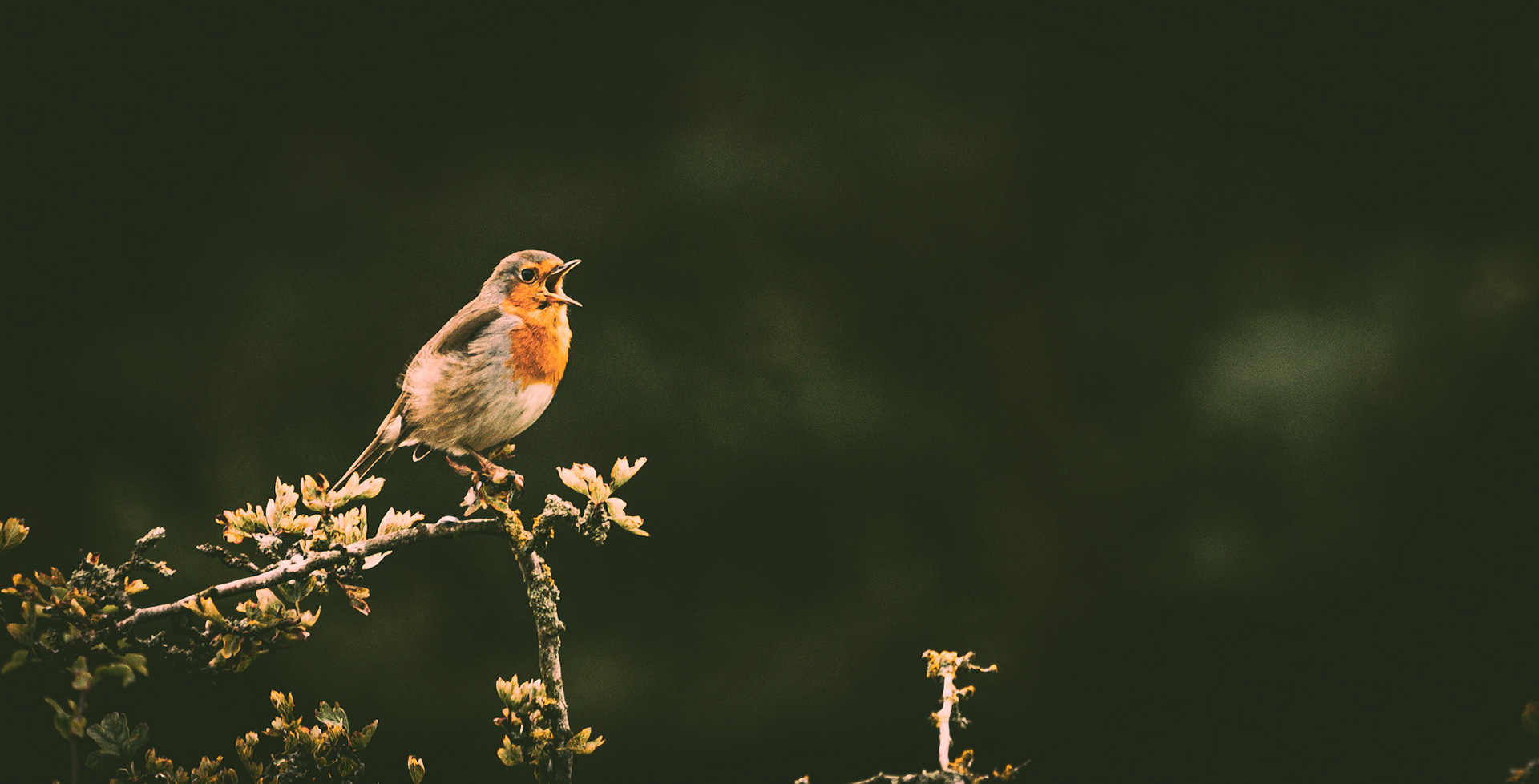 The dawn chorus