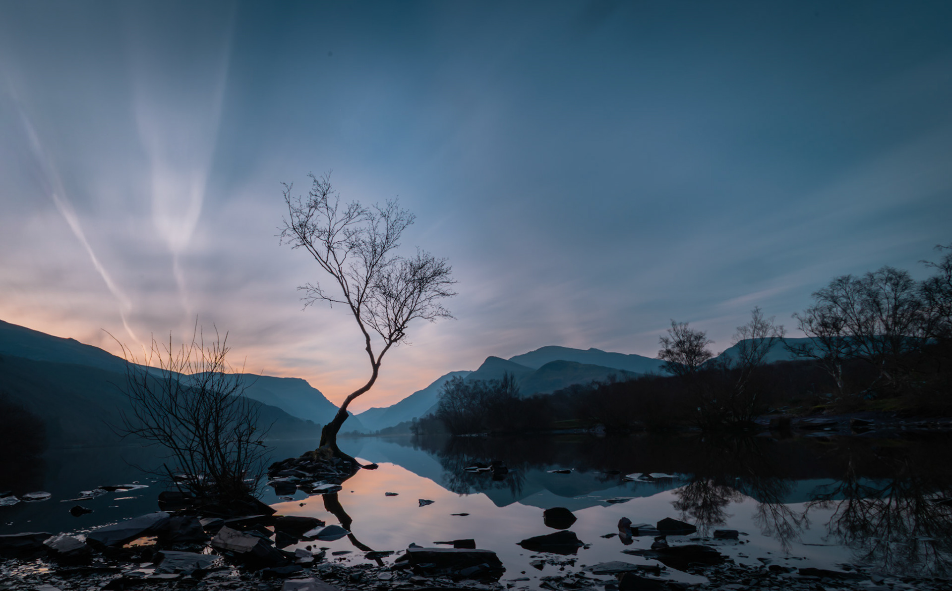 The lonely tree