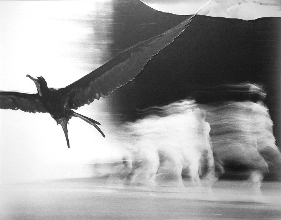 Frigate Bird & Dancers