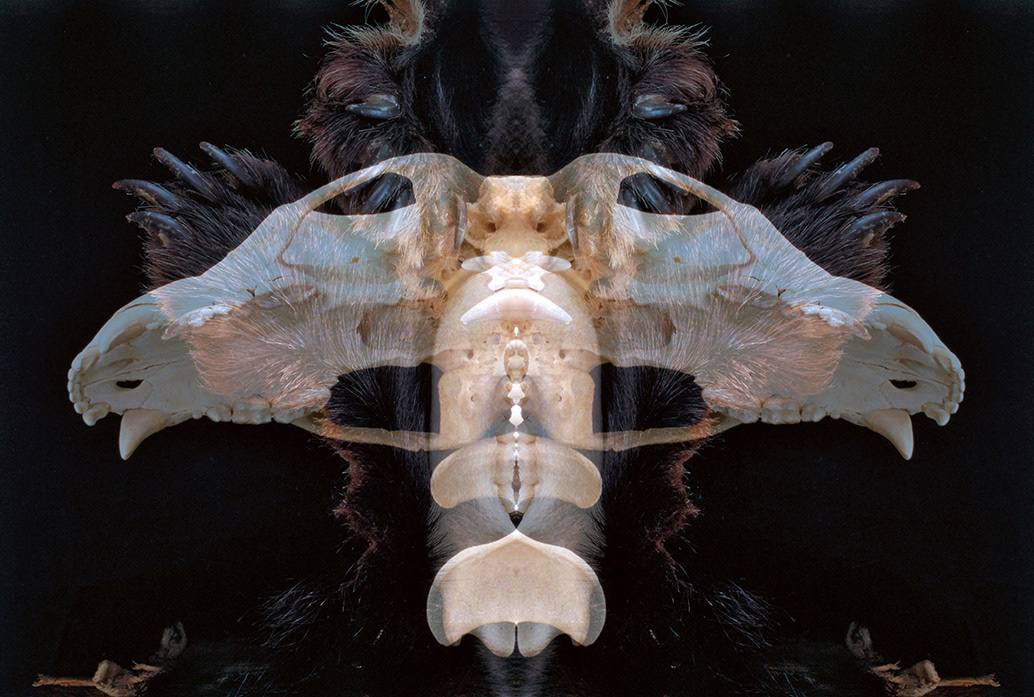 Bear Spirit