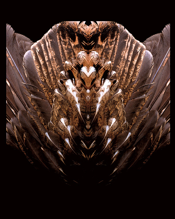 Bird Wing