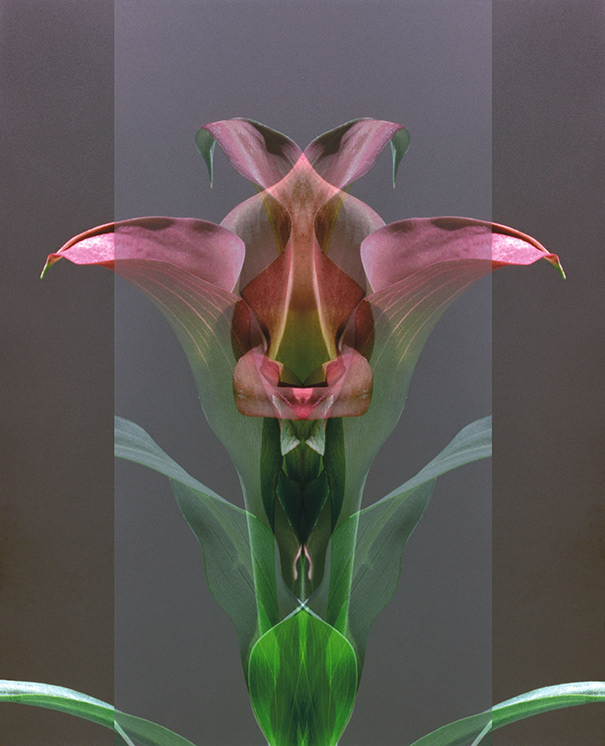 Line & Red Tulip