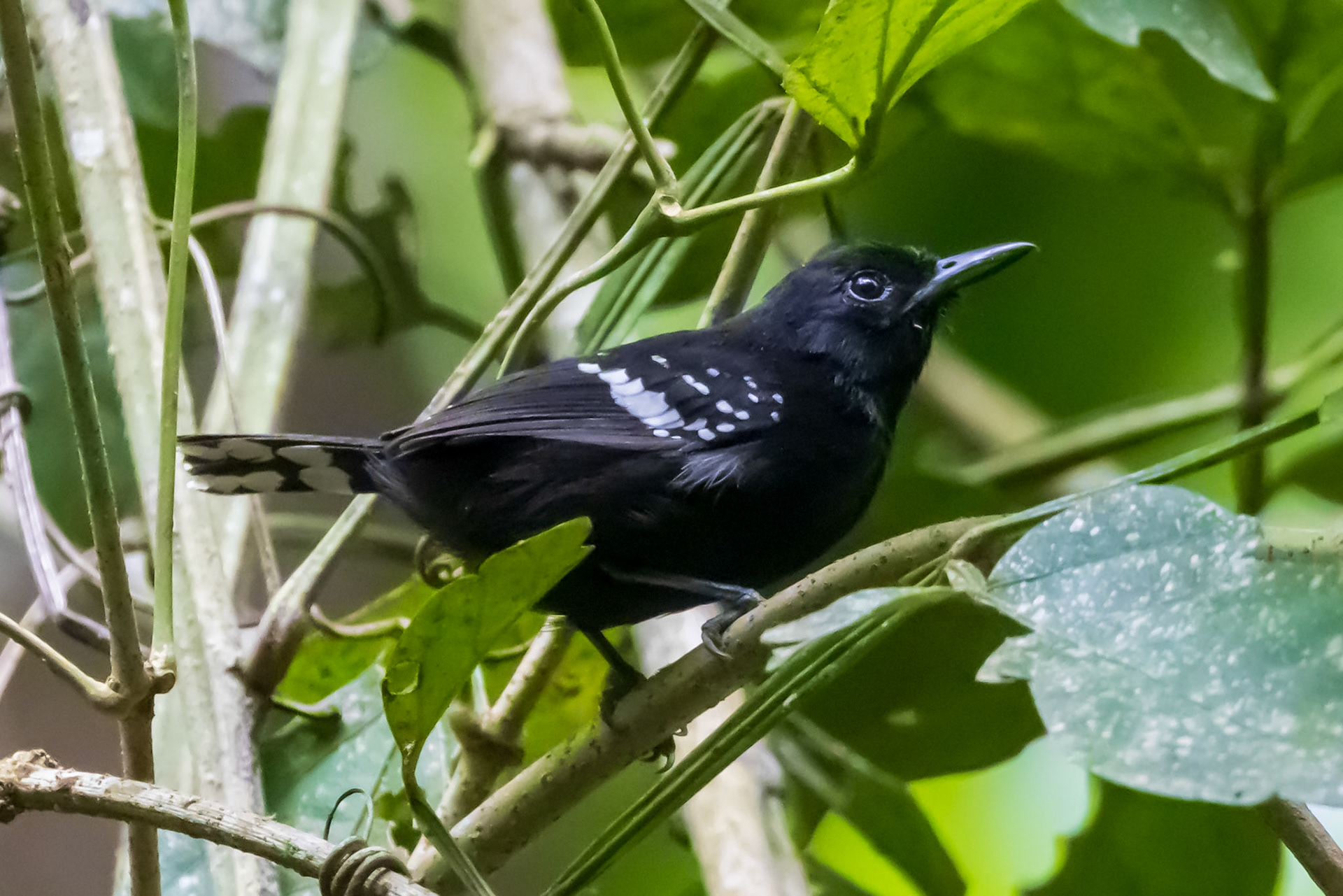 Dot-winged Antwren