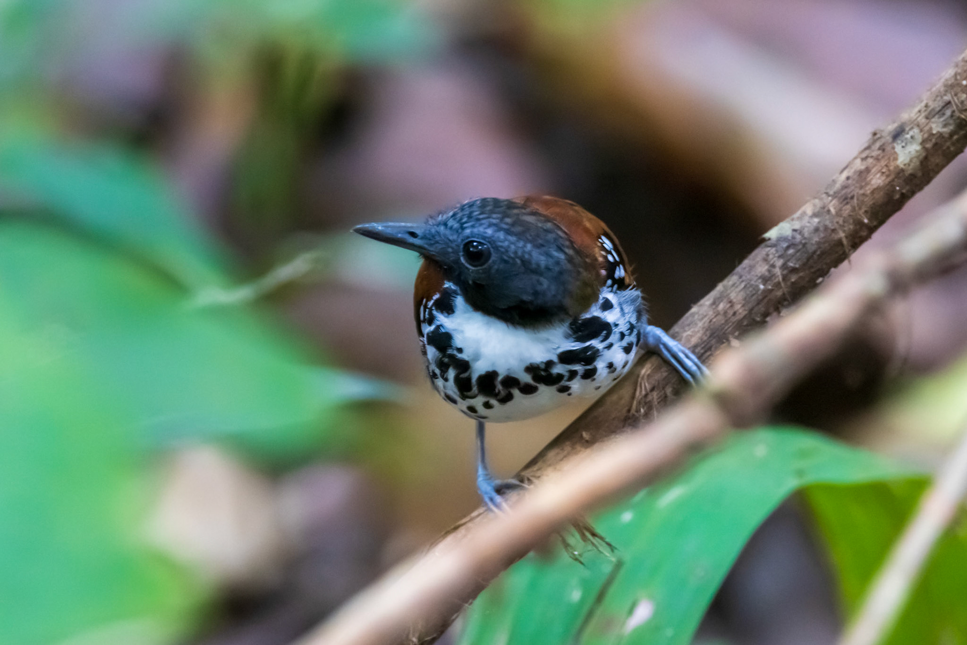 Spotted Antbird