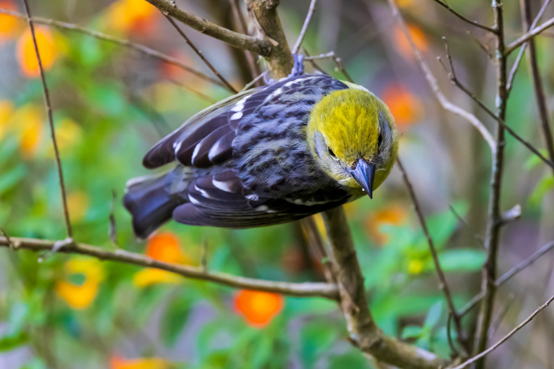 Flame-colored Tanager