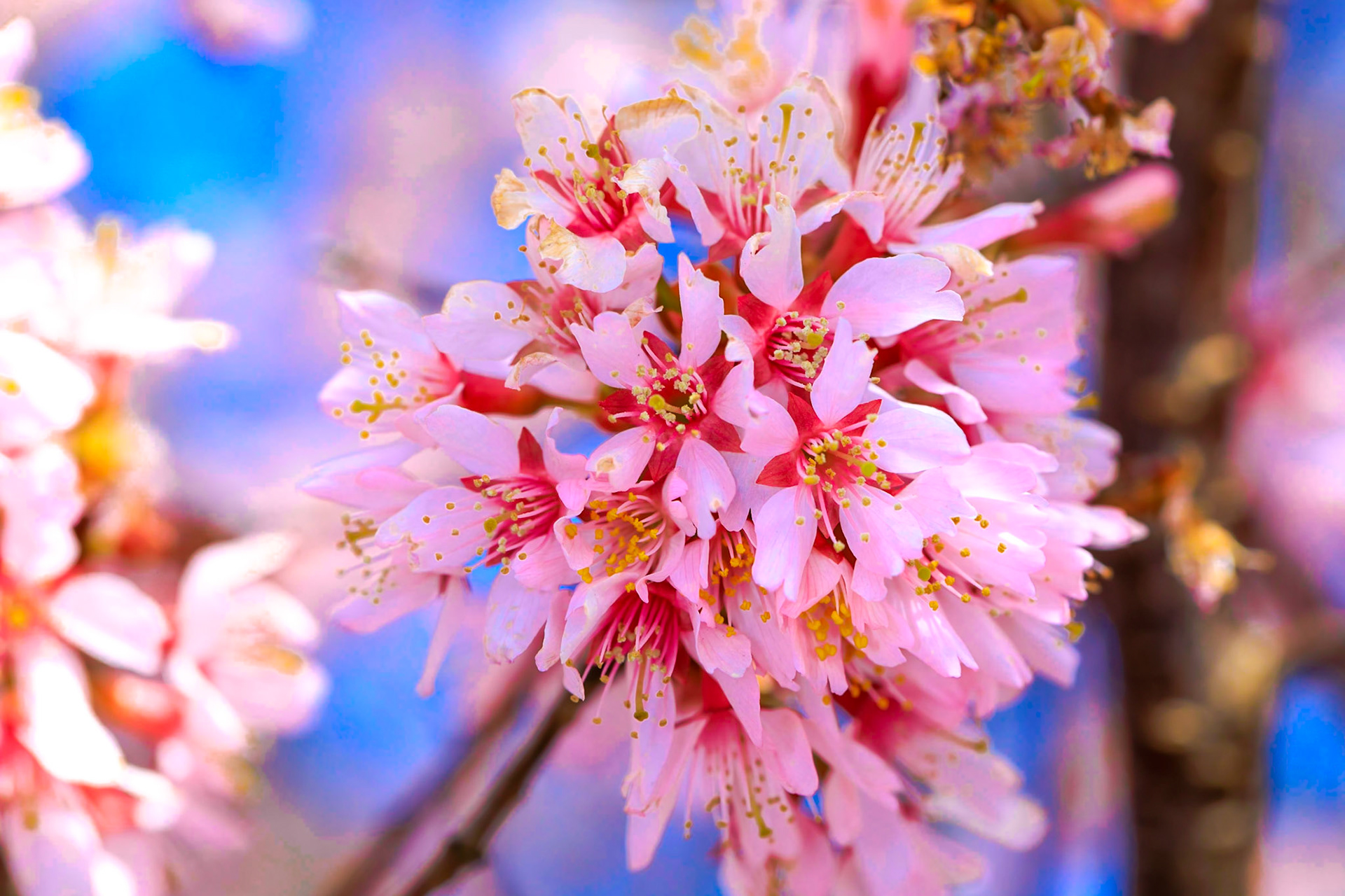 2018 Cherry Blossom Prequel