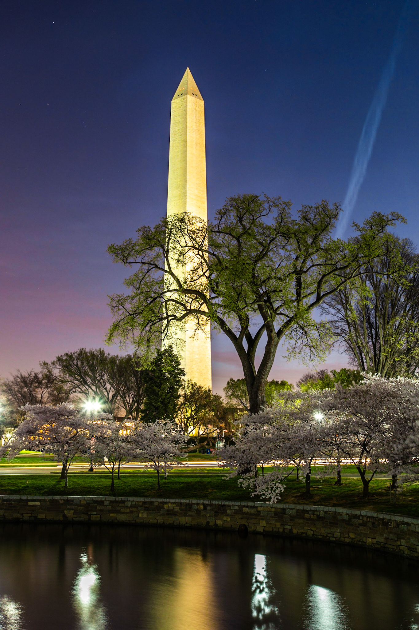 Washington Momument with Cherry Tree Blossoms