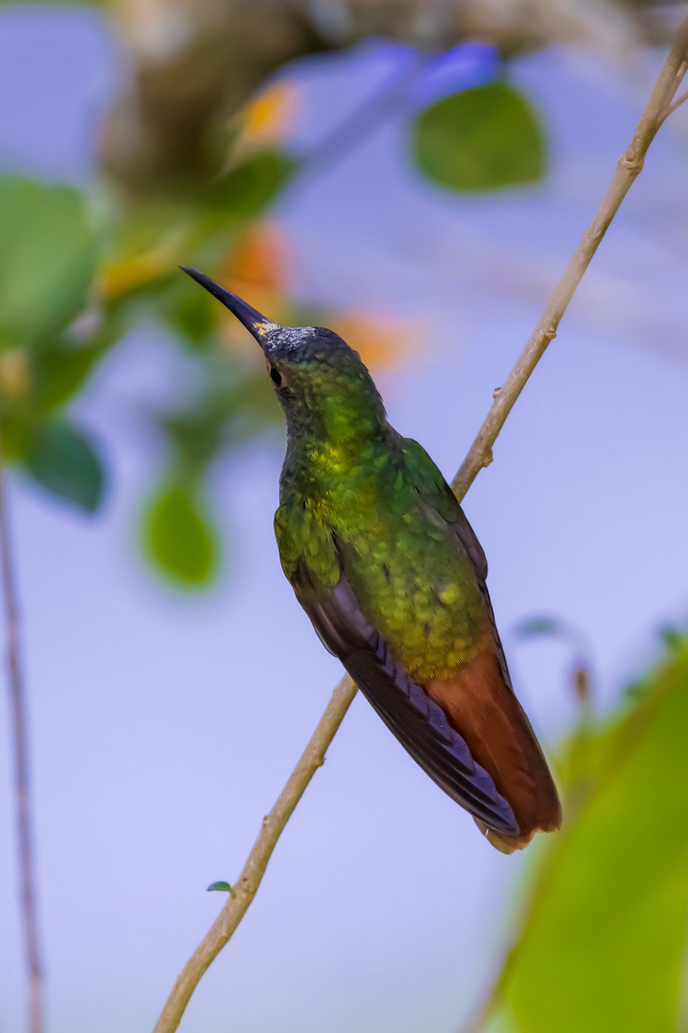Rufous-tailed Hummingbird
