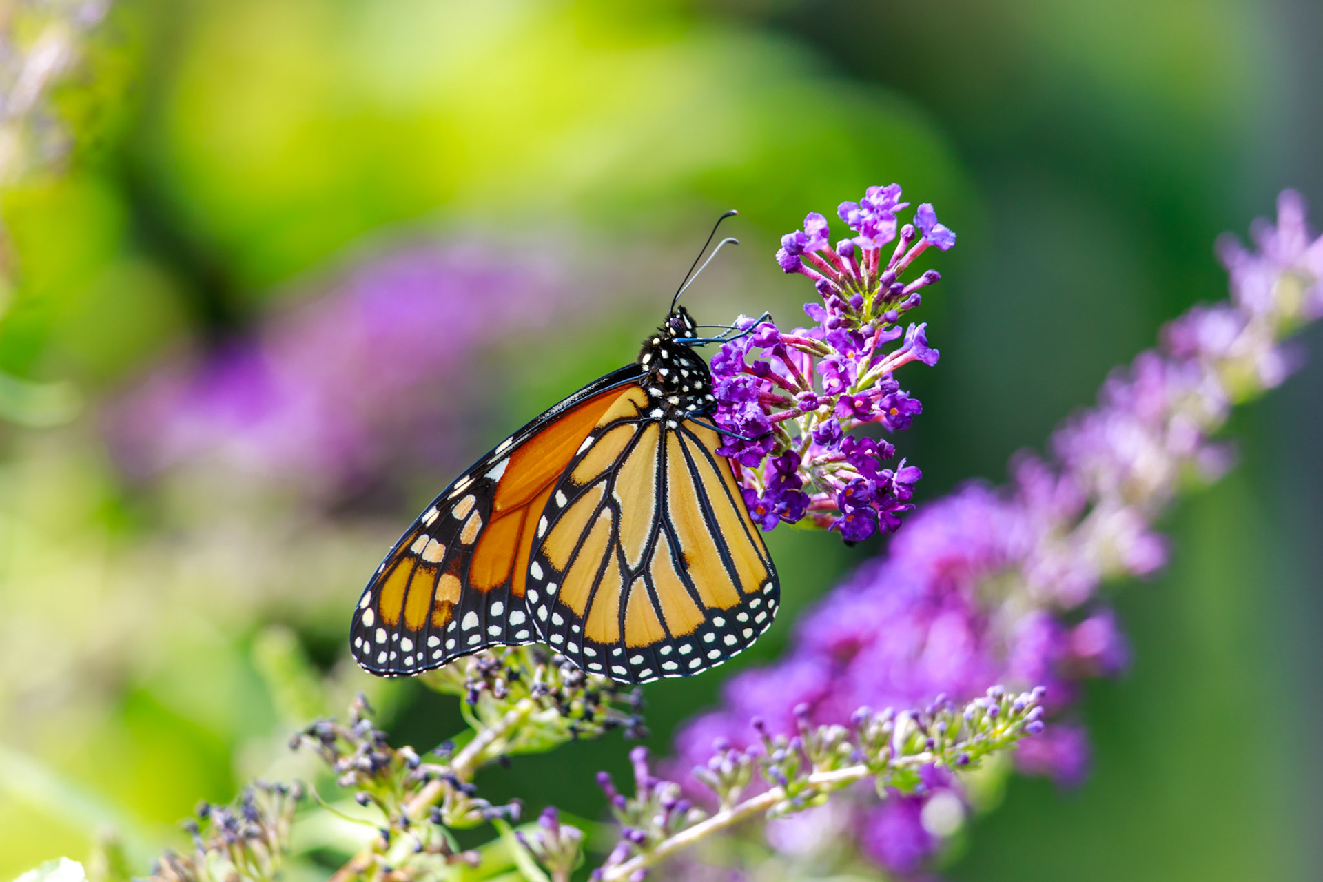 Monarch on Butterfly Bush