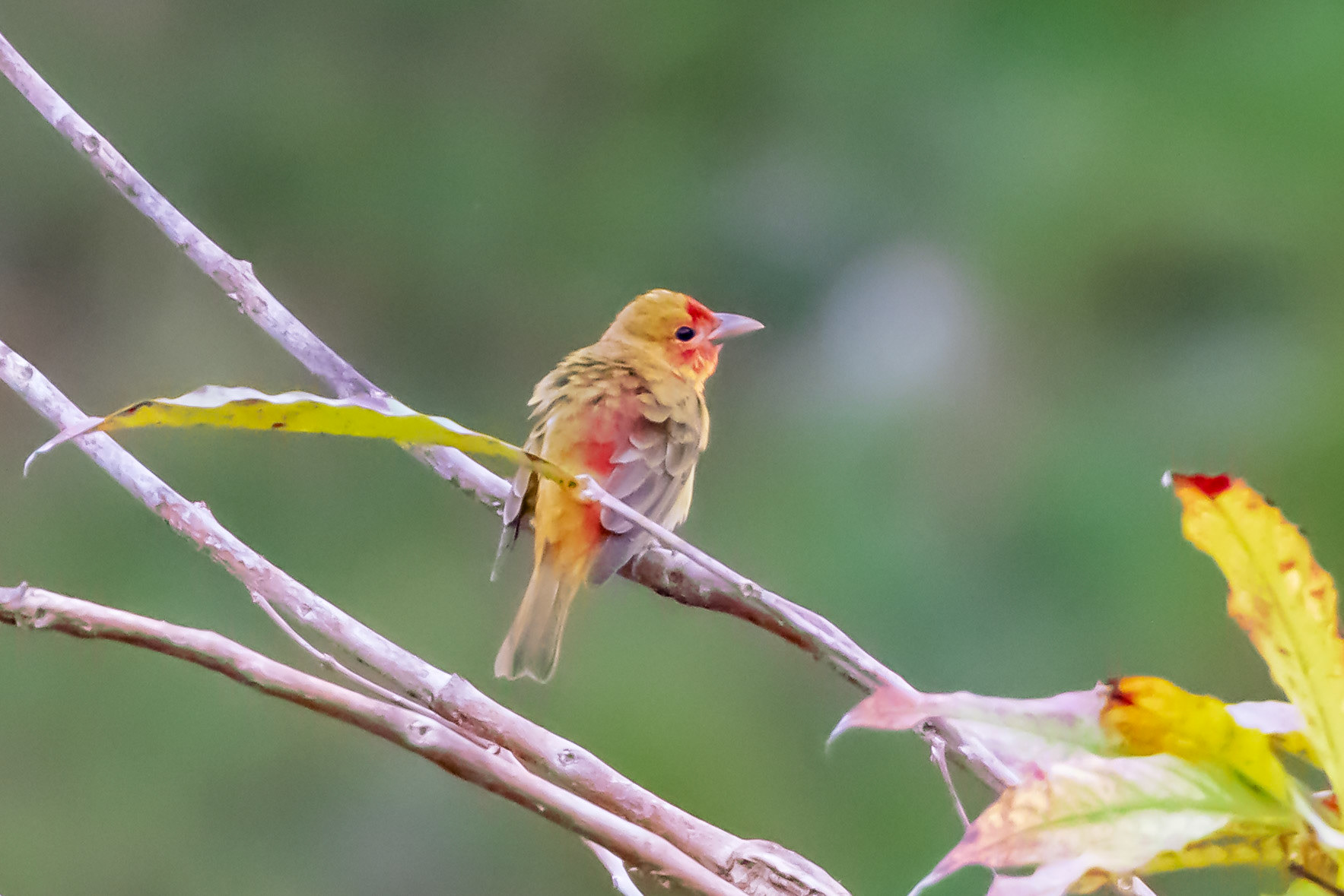 Summer Tanager