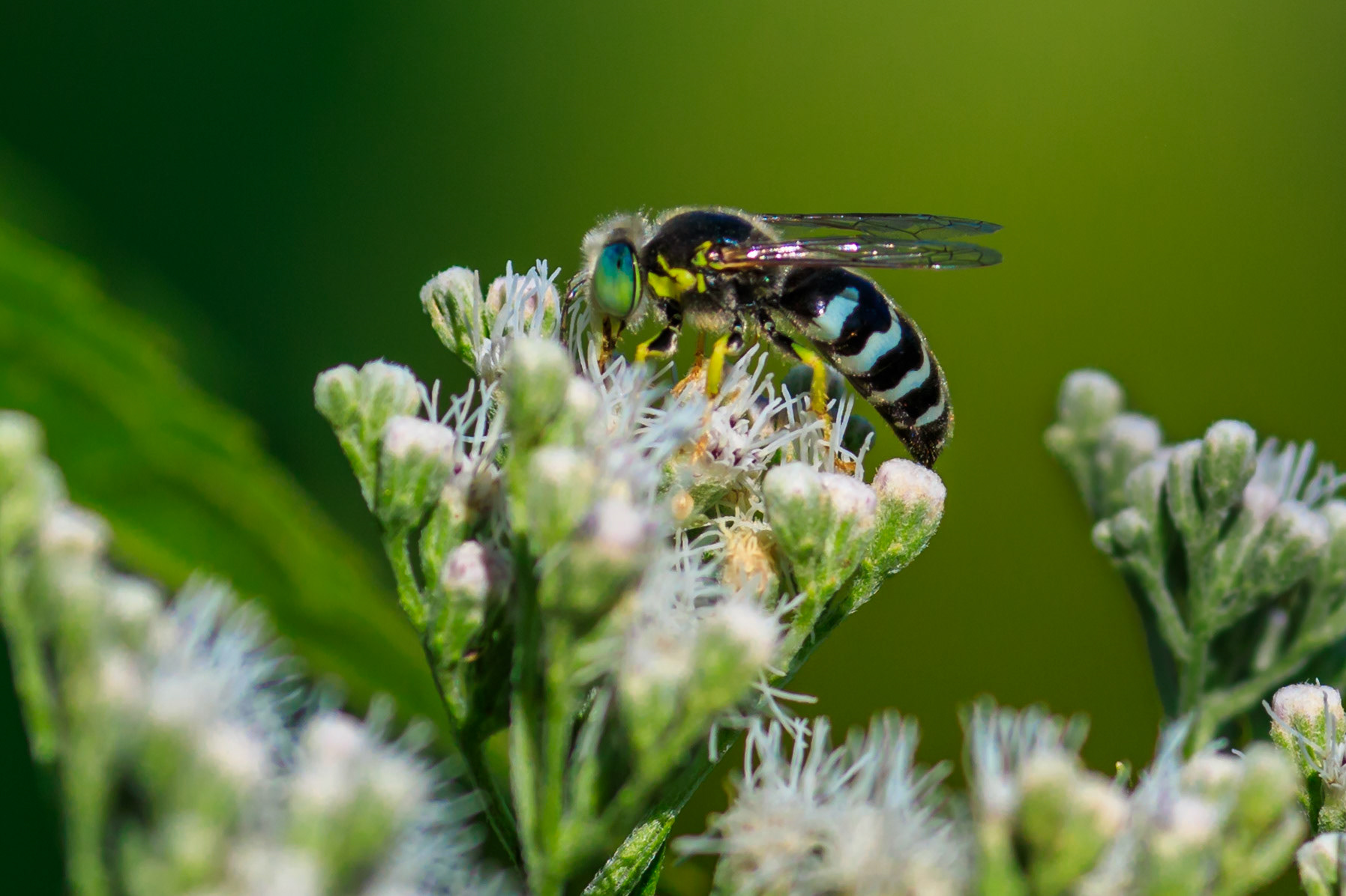 Pretty Bee