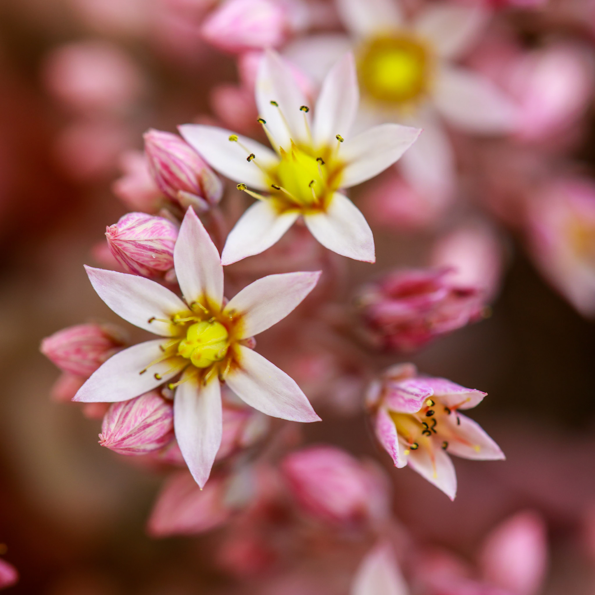 Great macro photography opportunities at our hotel
