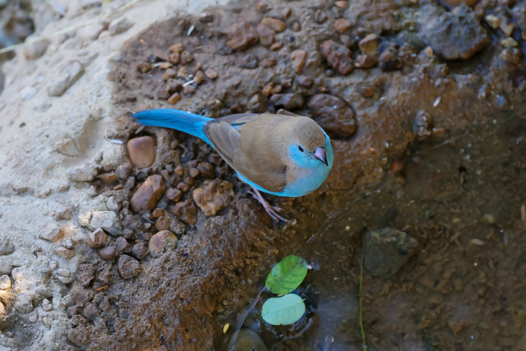 Southern Cordonbleu