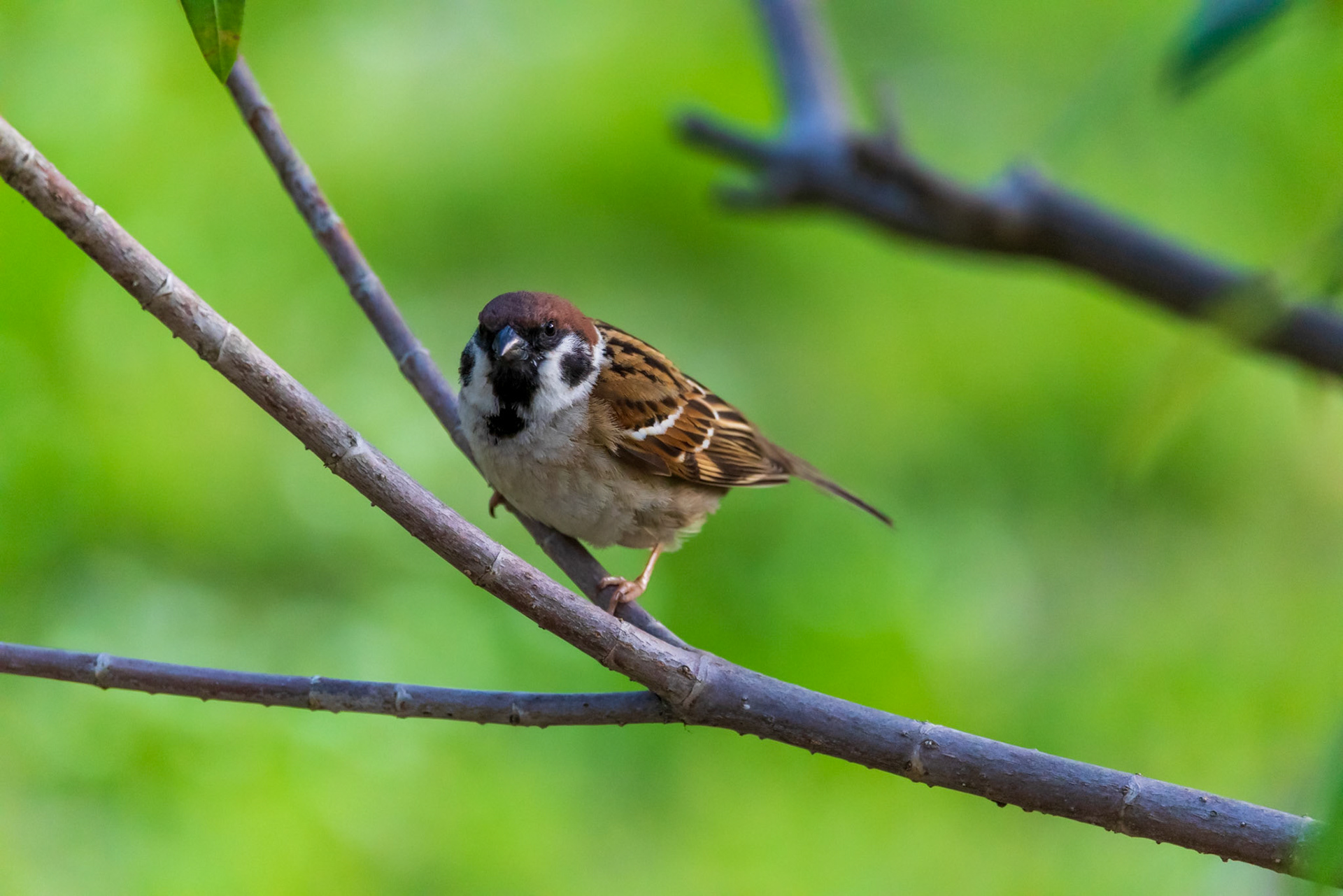 Eurasian Tree Sparrow