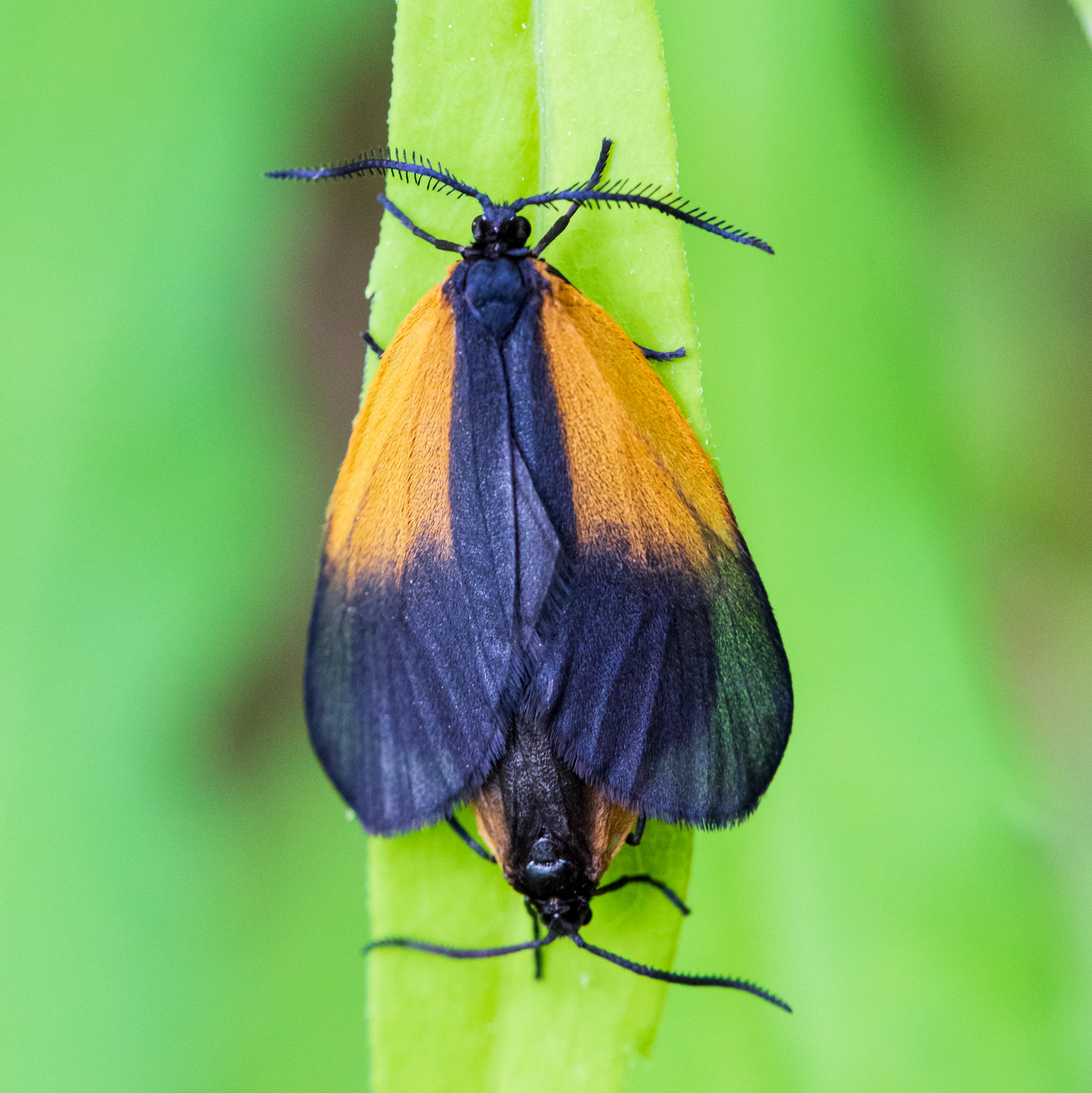 Orange-patched Smokey Moth