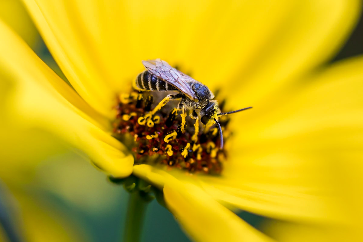 Pollen Leg Bee