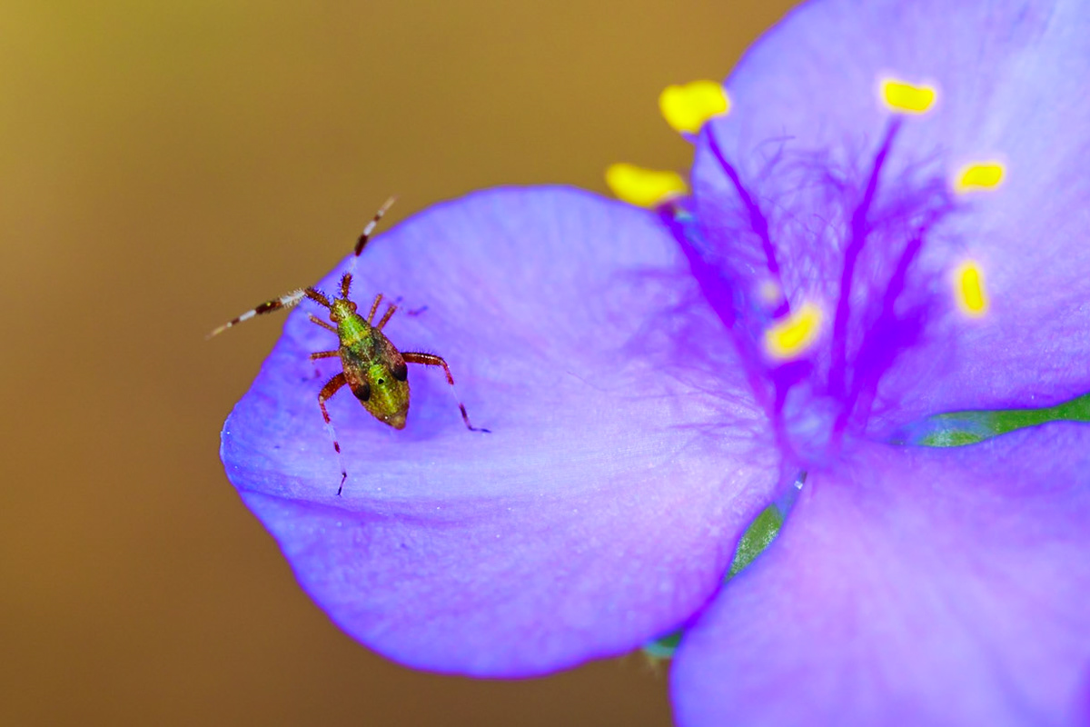 Glitter Weevil?