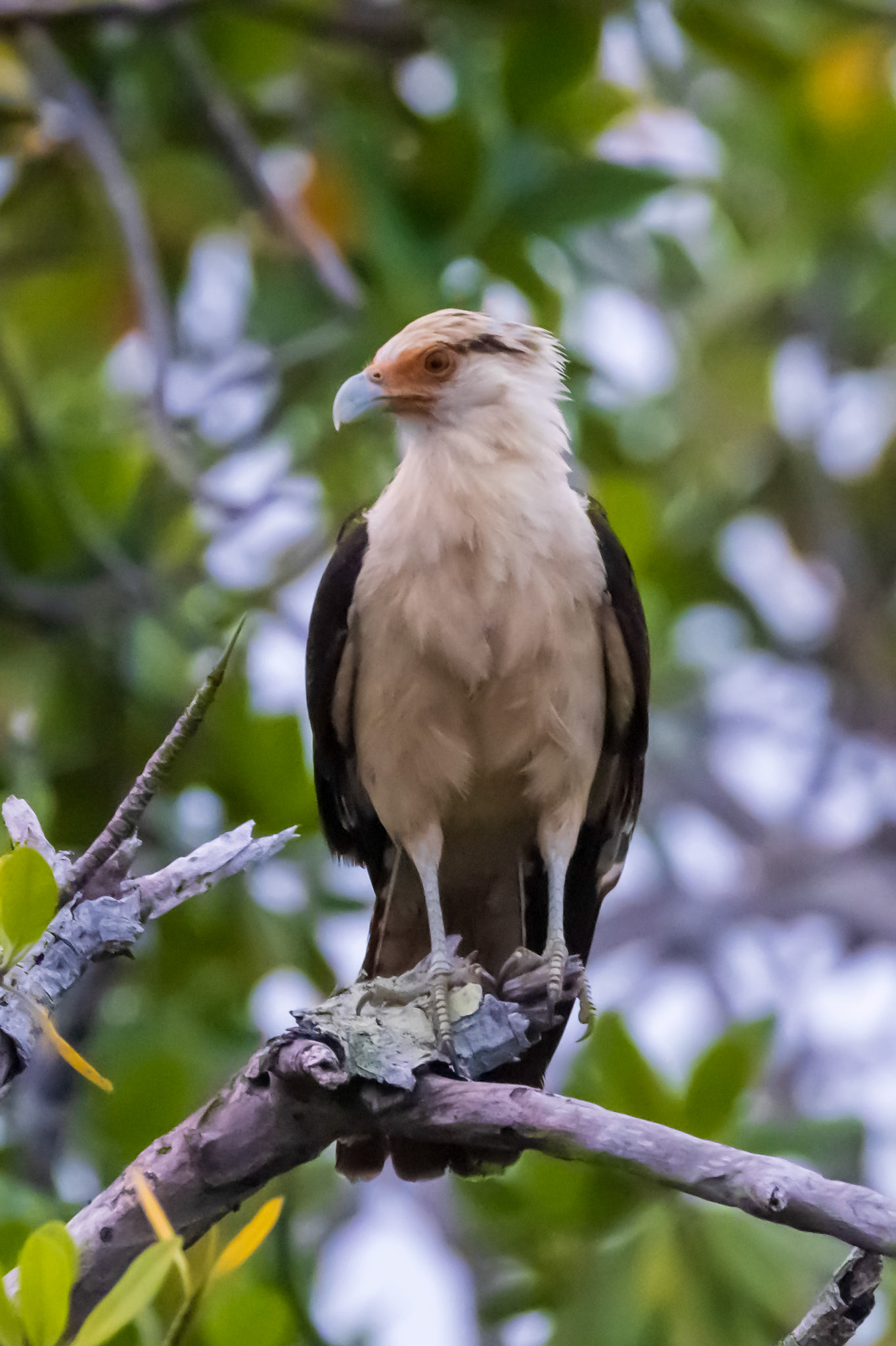 Yellow-headed Caracara